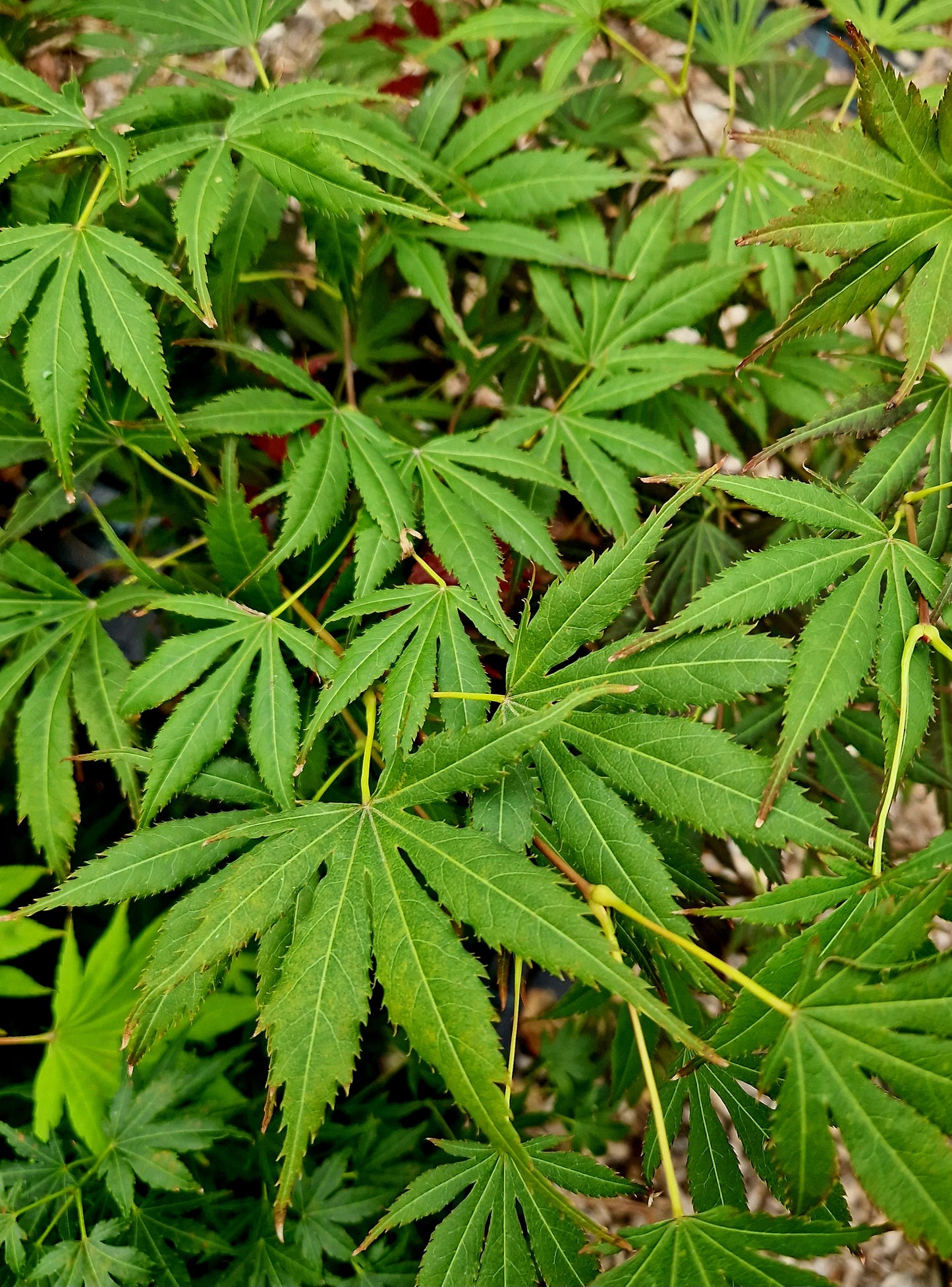 Acer palmatum Hyotei