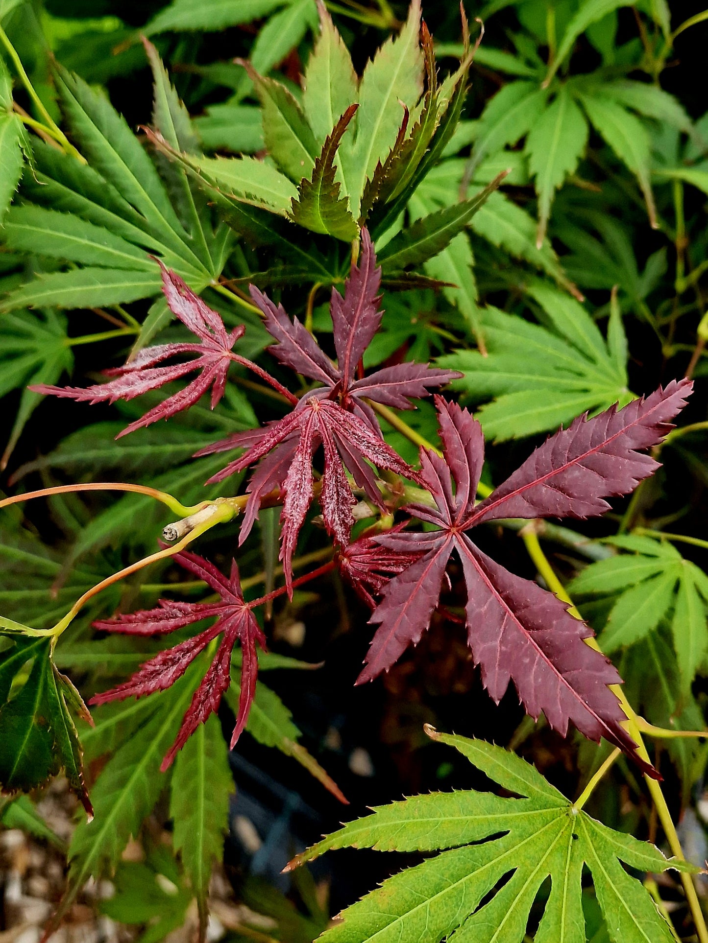 Acer palmatum Hyotei