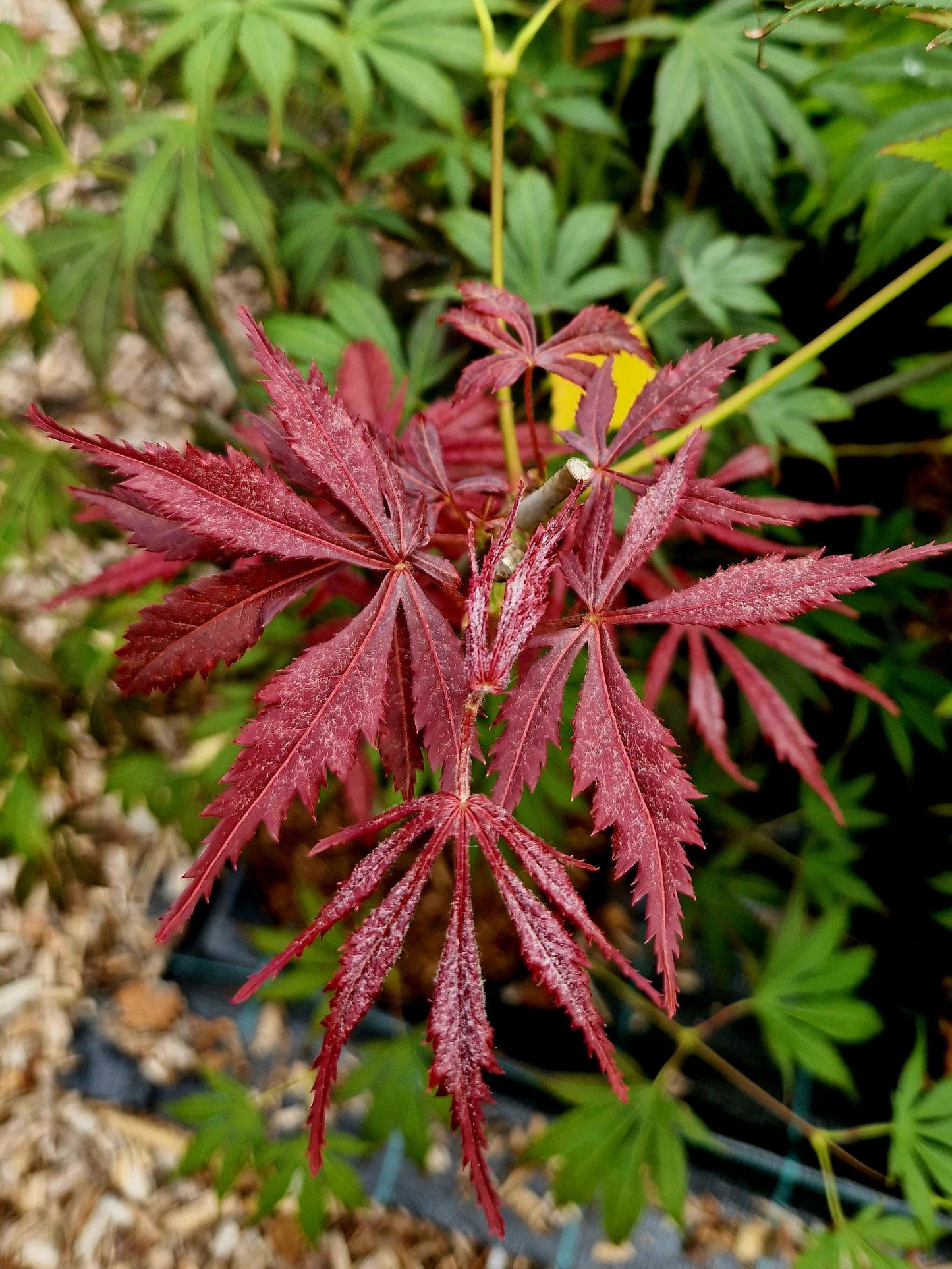 Acer palmatum Hyotei