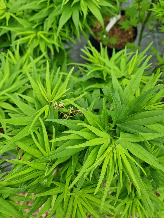 Acer palmatum Mikawa Yatsubusa