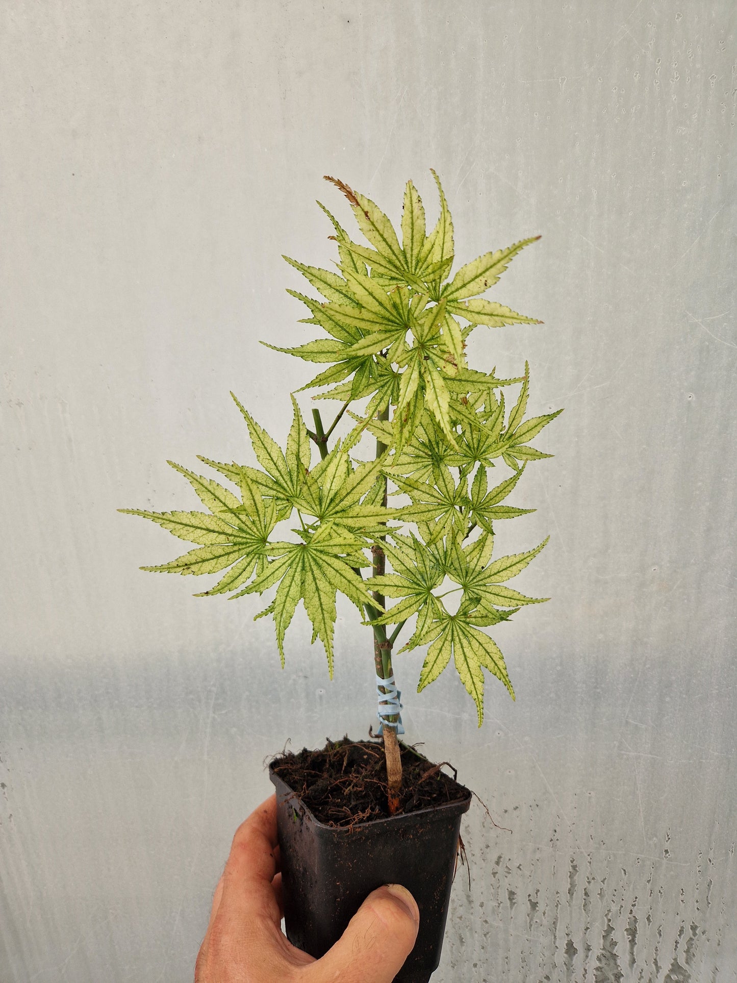 Acer palmatum Coral Pink