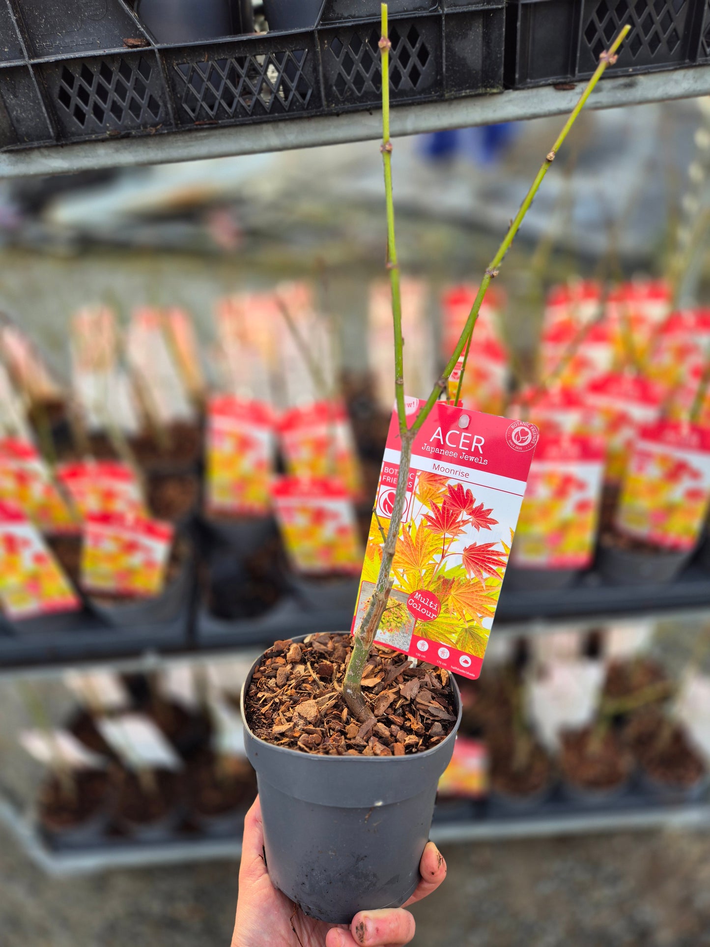 Acer shirasawanum 'Moonrise'®