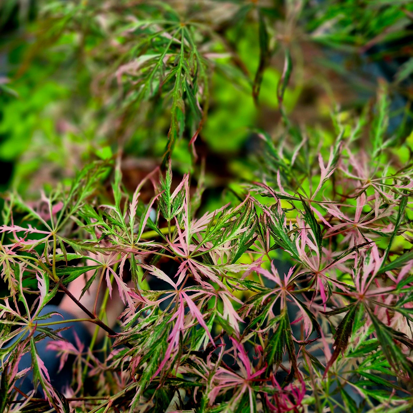Acer palmatum Hanabi No Mai