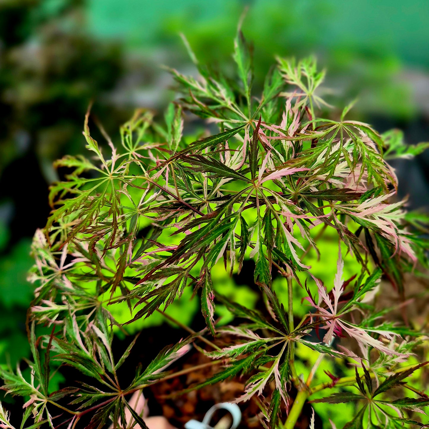 Acer palmatum Hanabi No Mai