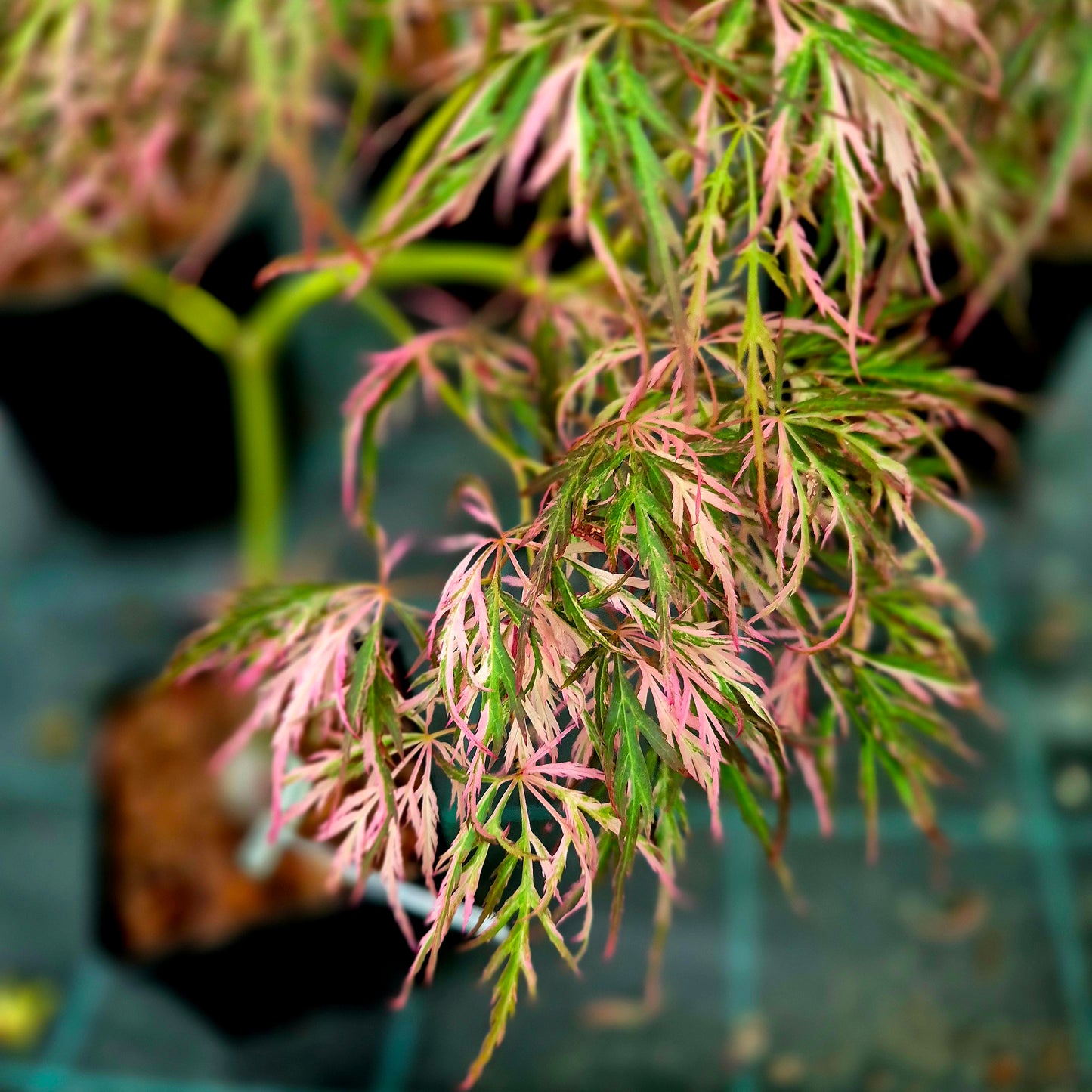 Acer palmatum Hanabi No Mai