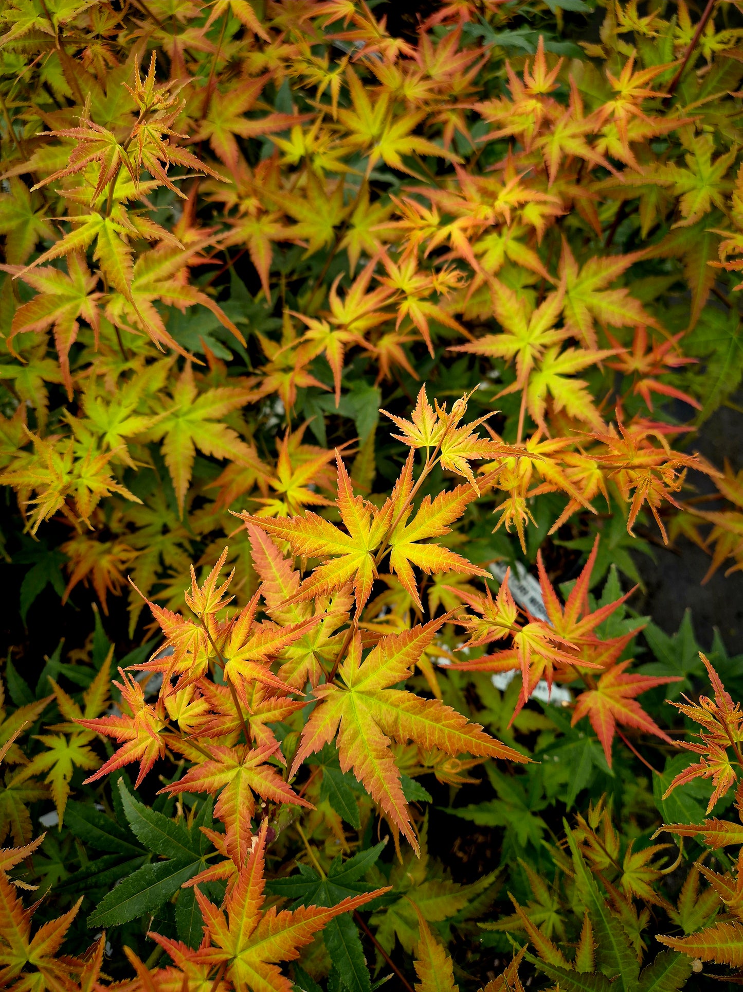 Acer palmatum Hino Tori Nishiki
