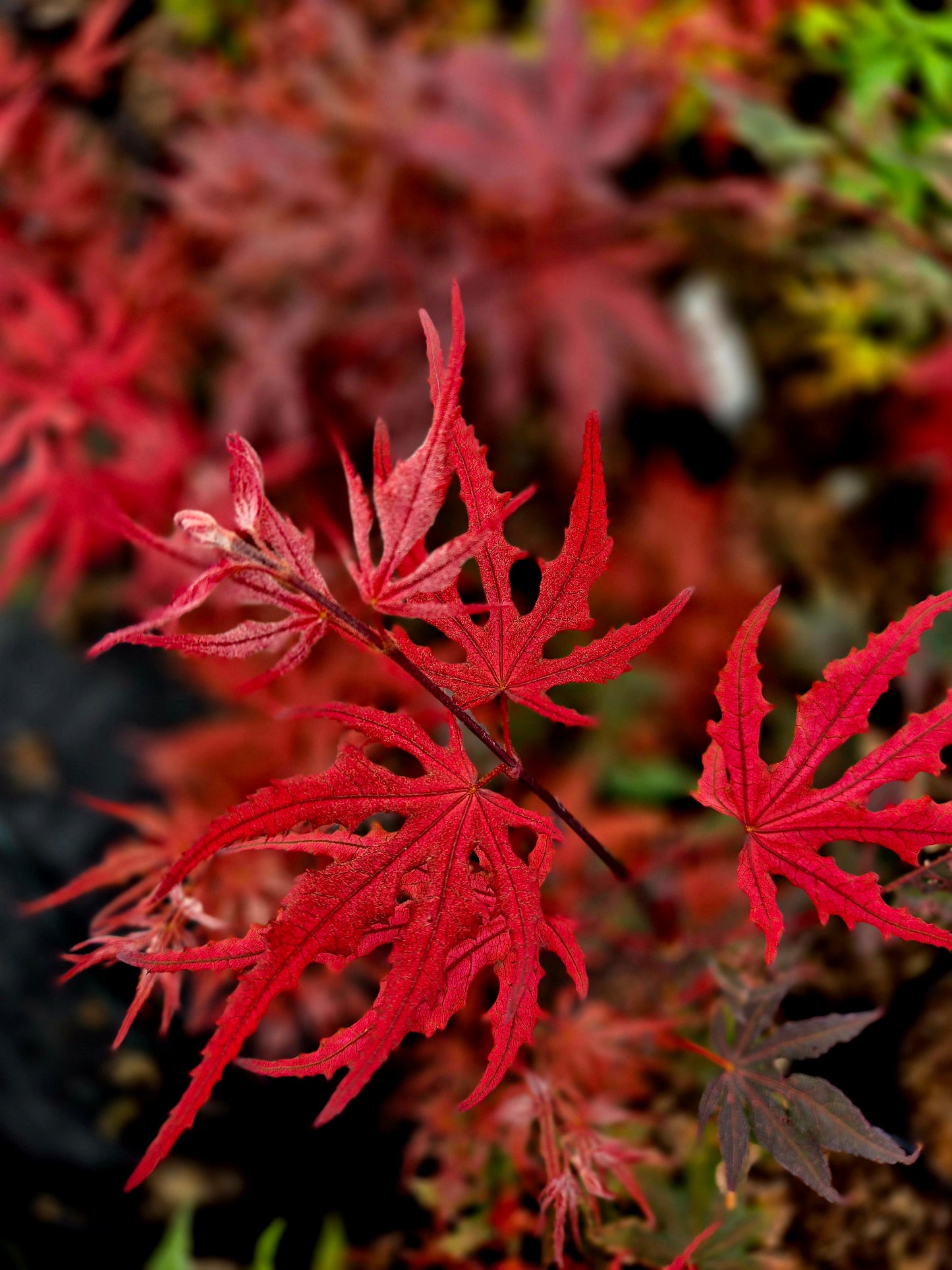 Acer palmatum Purple Ghost