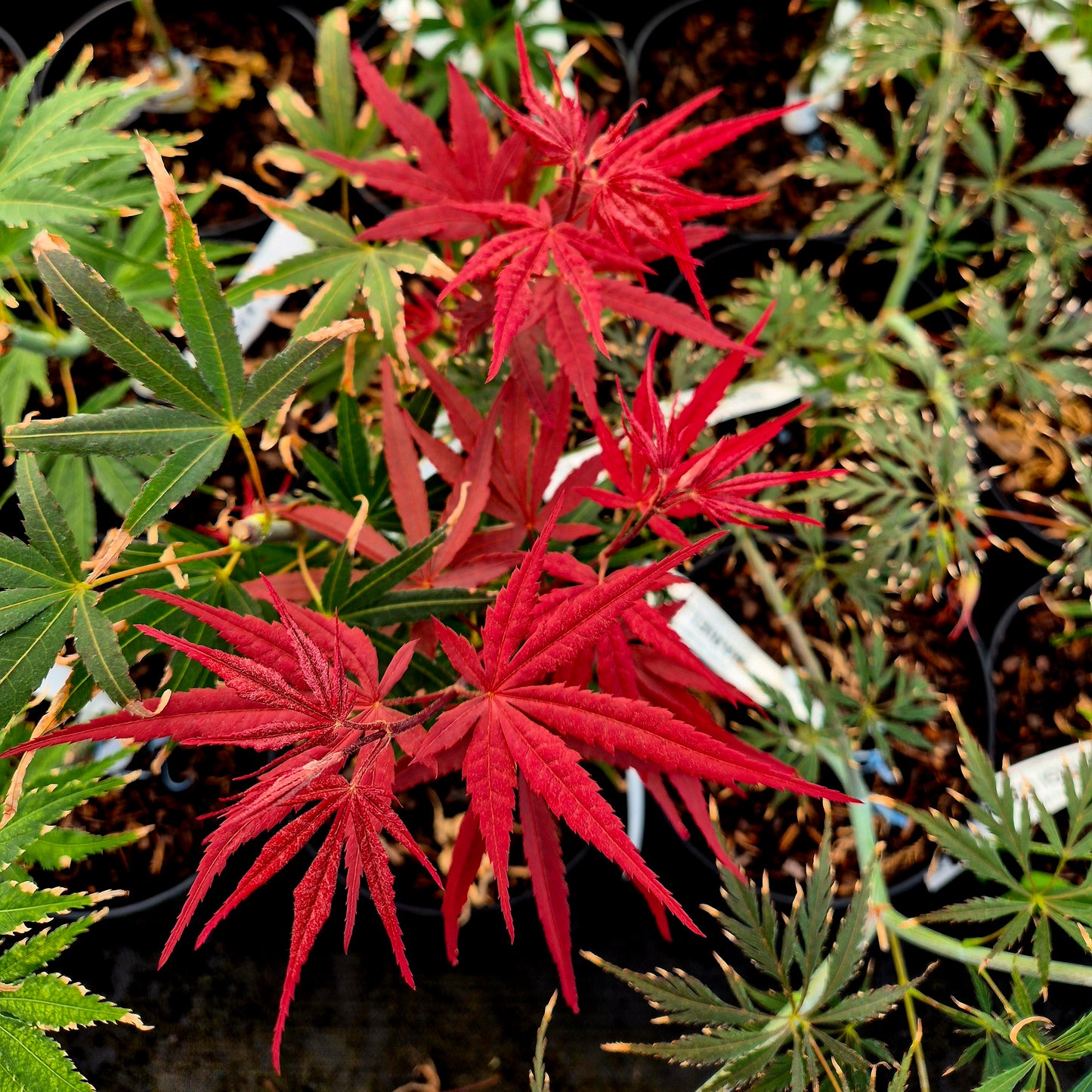 Acer palmatum Beni Otake