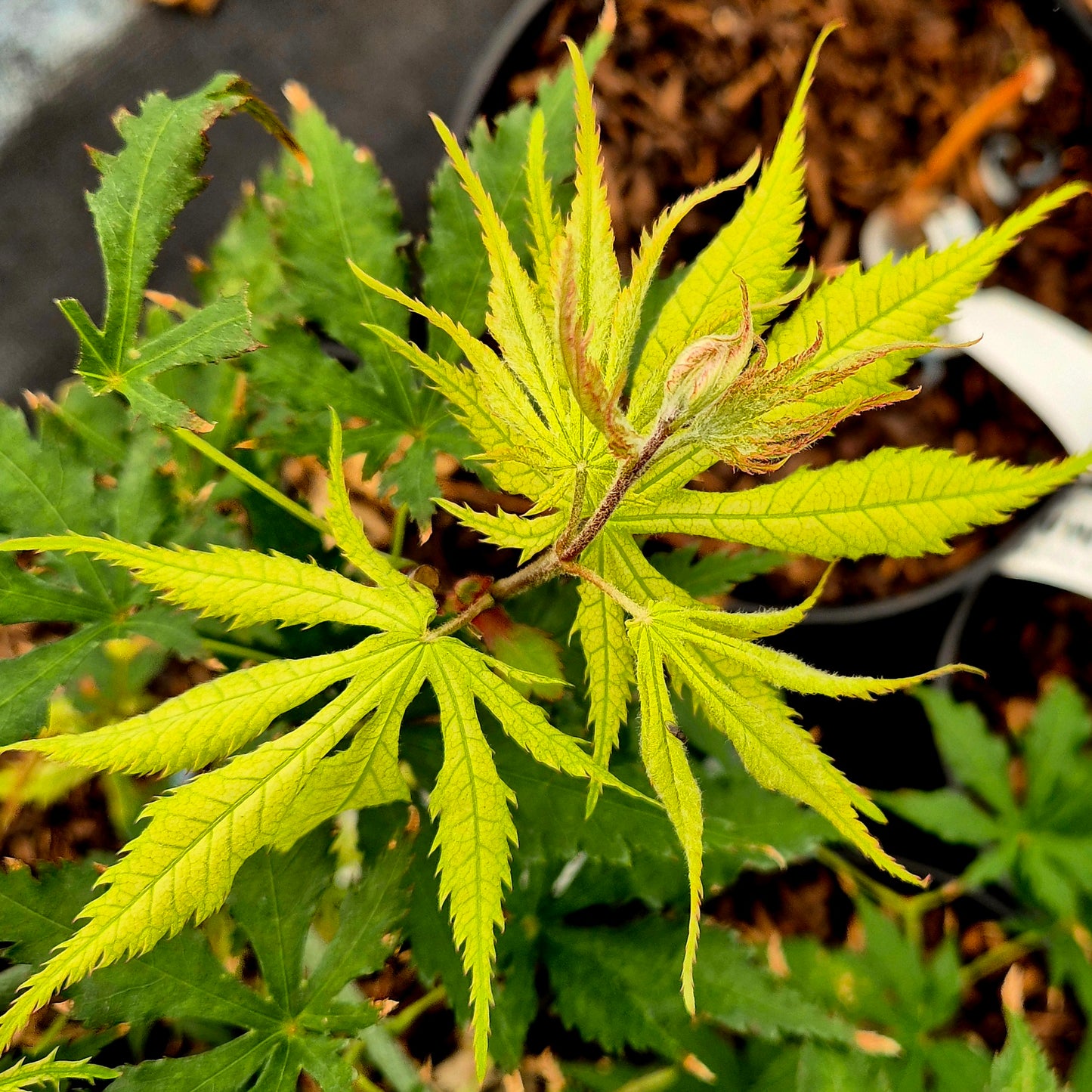 Acer palmatum Grandma Ghost