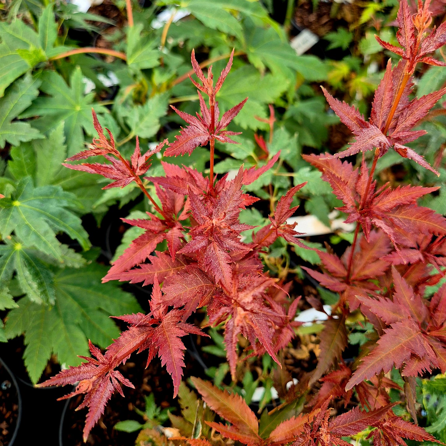 Acer palmatum Beni Hagoromo