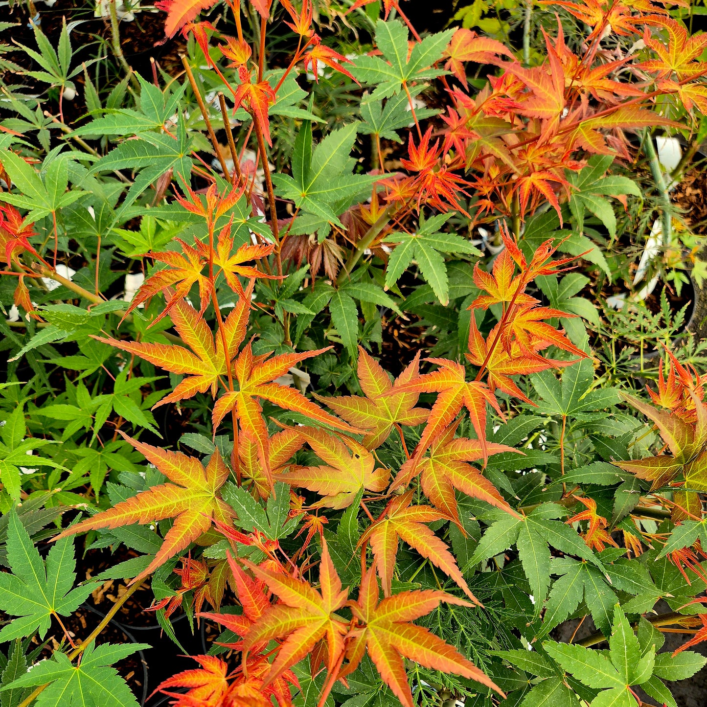 Acer palmatum Isobel