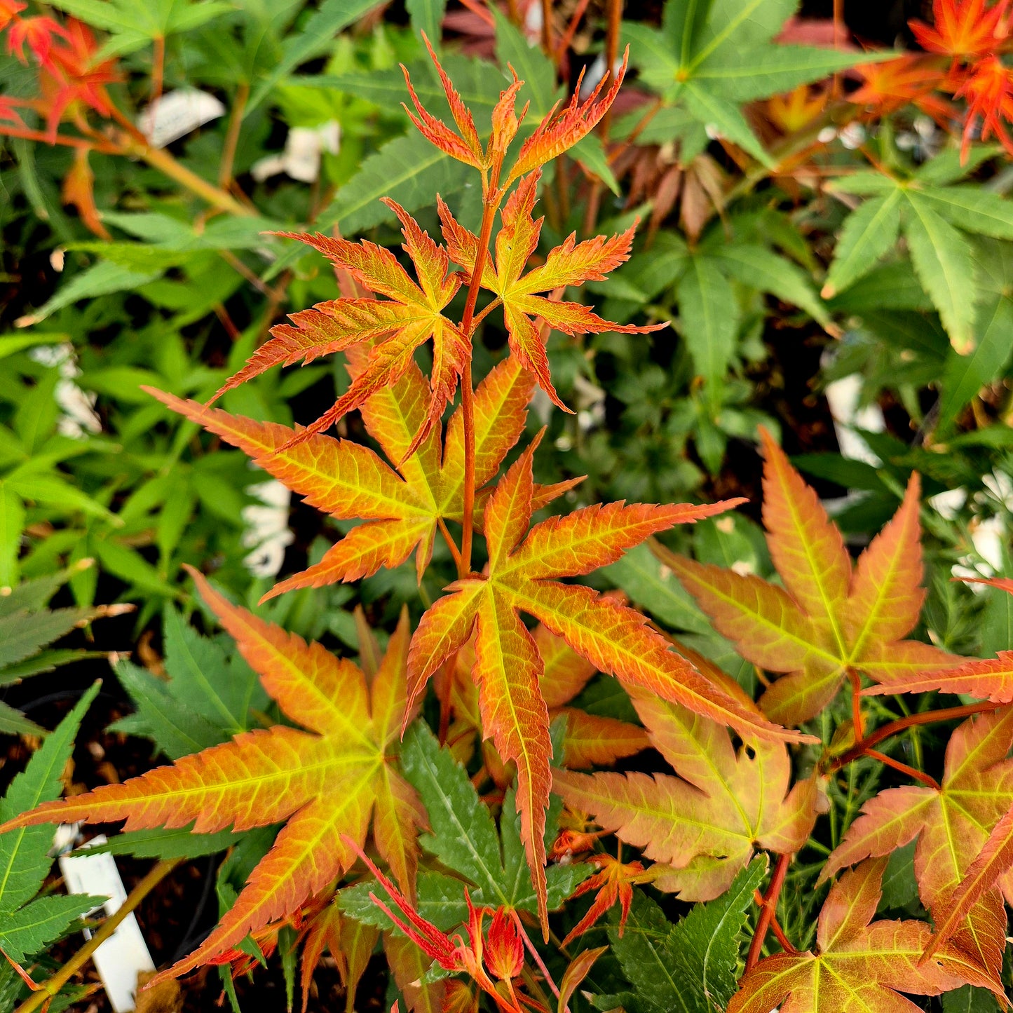 Acer palmatum Isobel