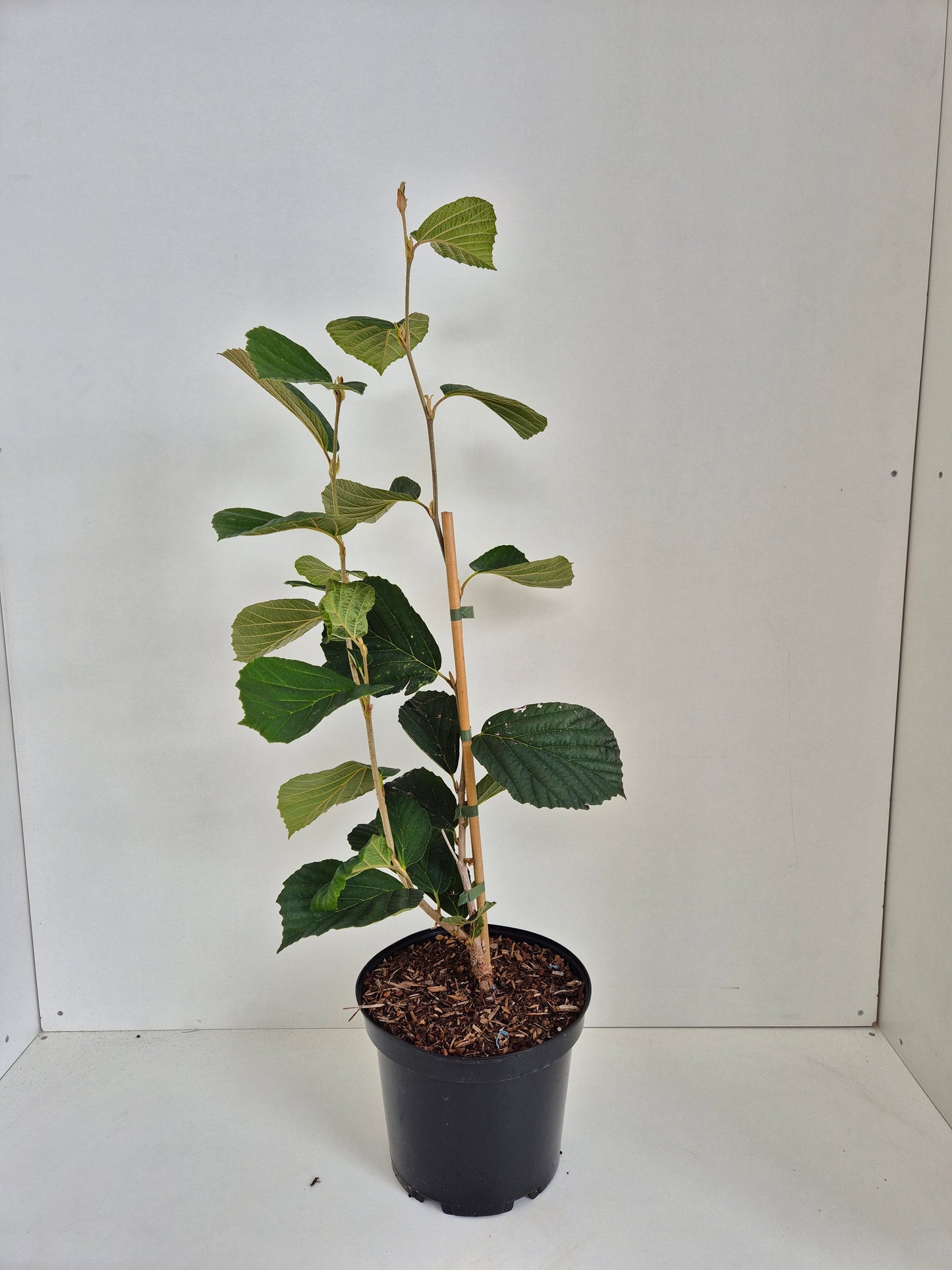 Hamamelis × intermedia Aphrodite