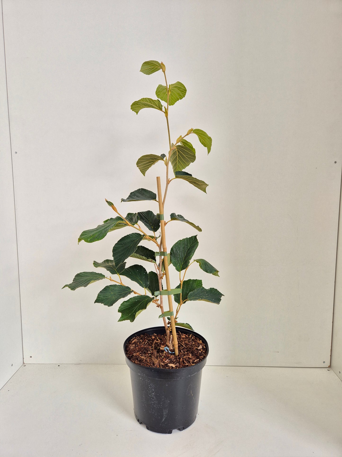 Hamamelis × intermedia Pallida