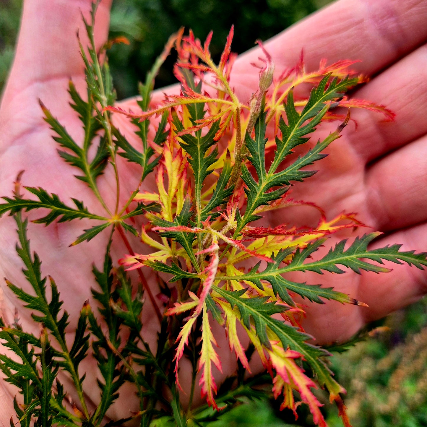 Acer palmatum Demi-sec