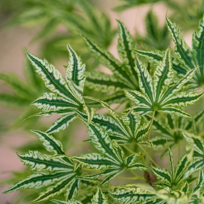 Acer palmatum Alpenweiss