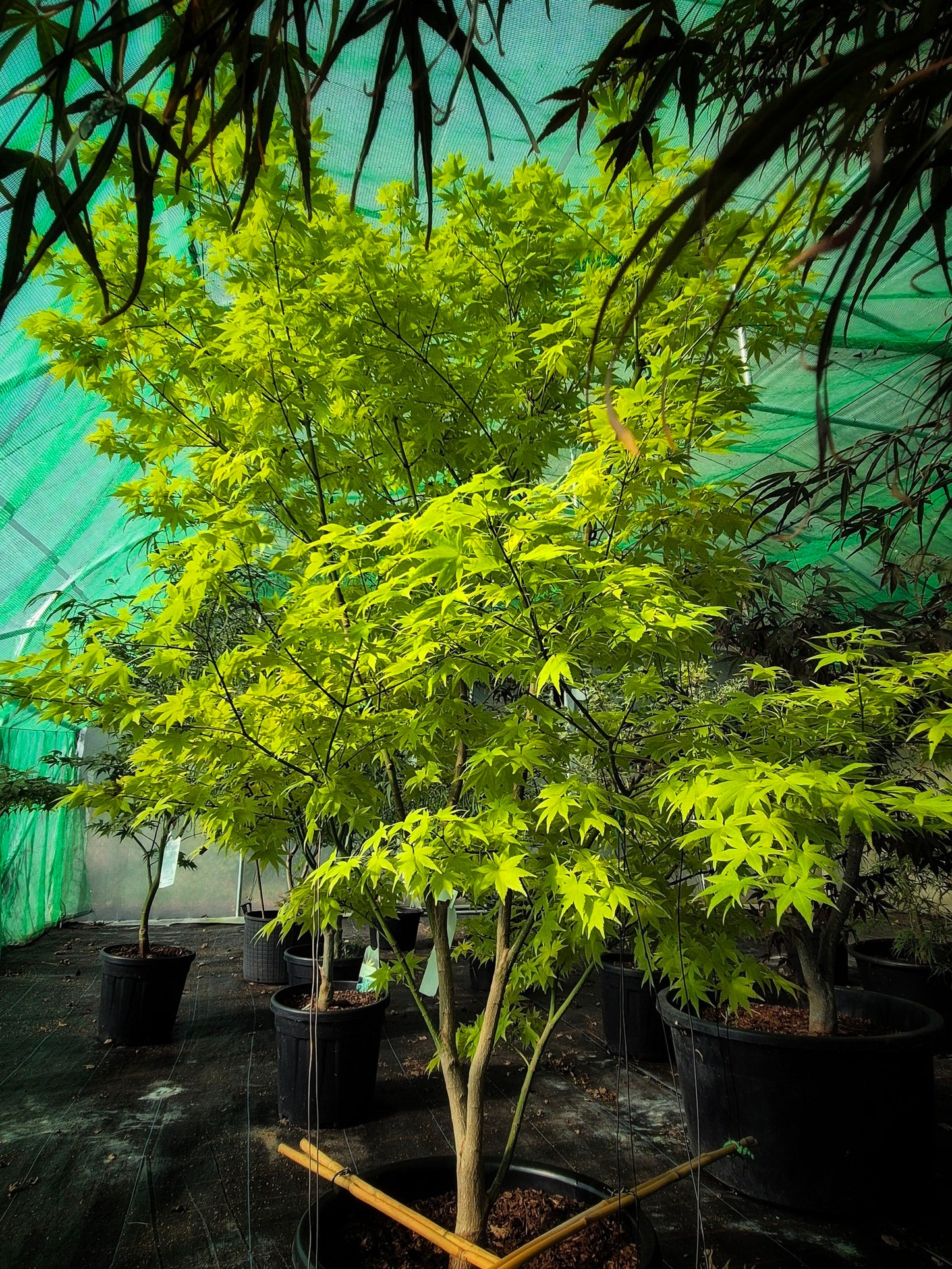 Acer palmatum Summer Gold