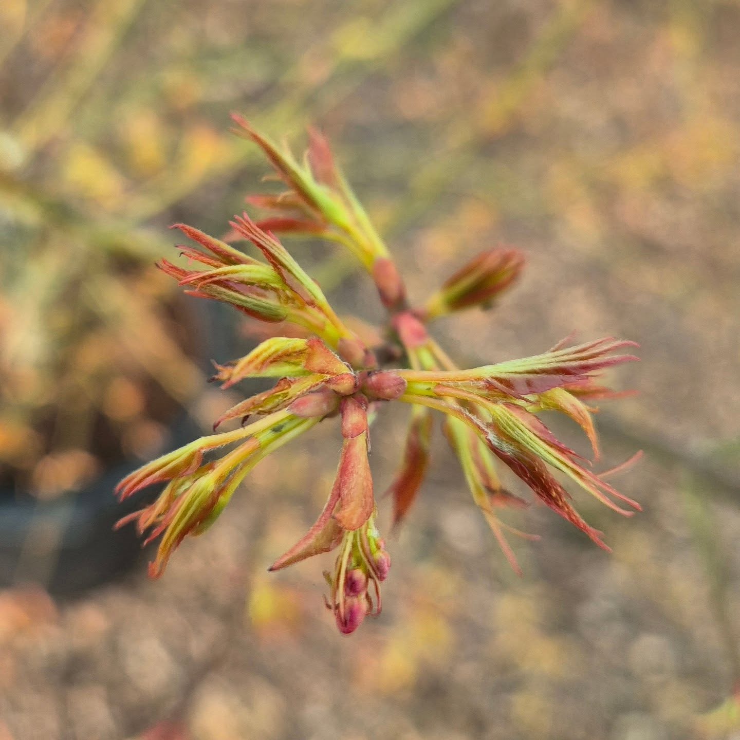 Acer palmatum Katsura