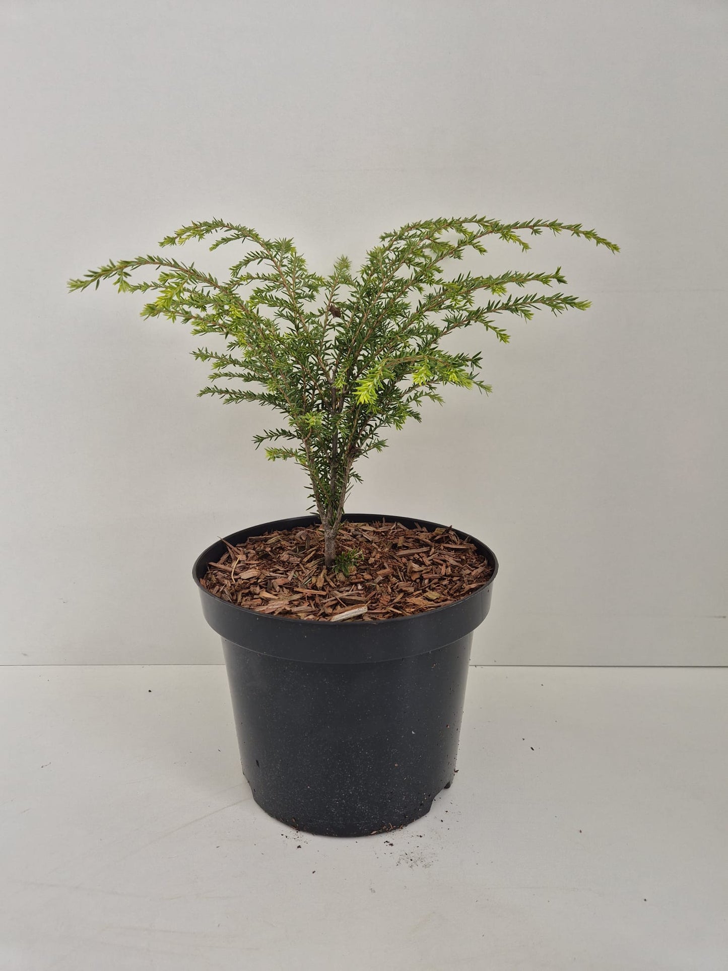 Tsuga canadensis Little Ninja
