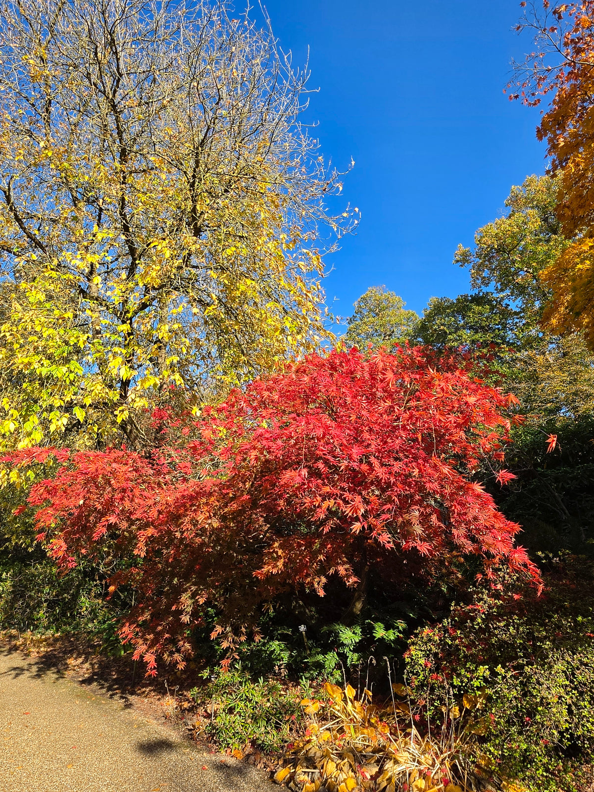 Acer palmatum Inazuma