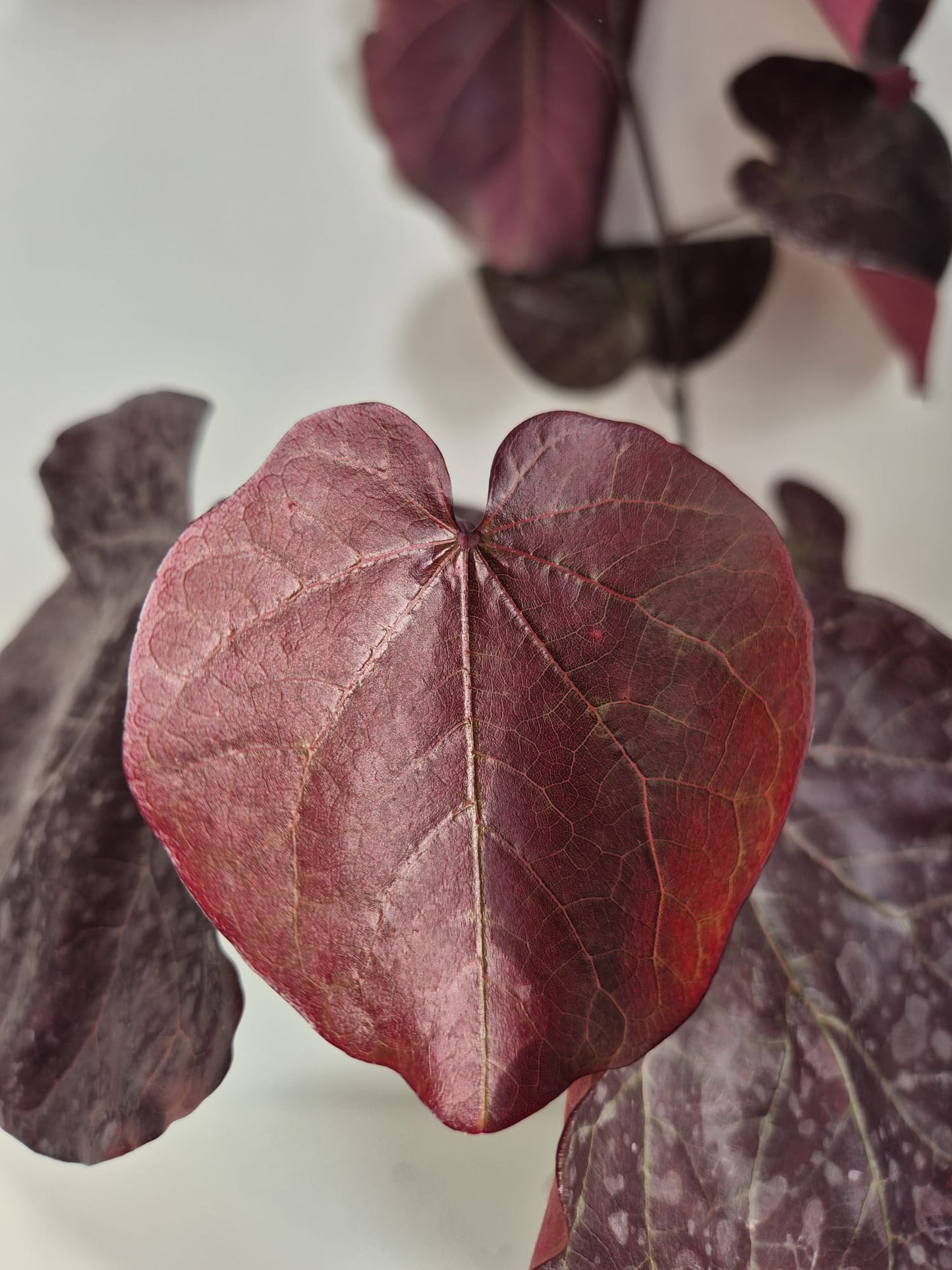 Cercis canadensis Forest Pansy