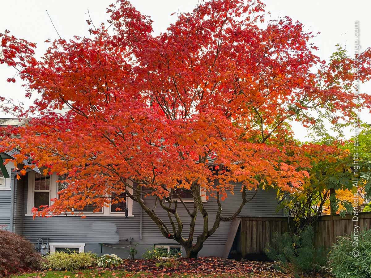 Acer japonicum Aconitifolium