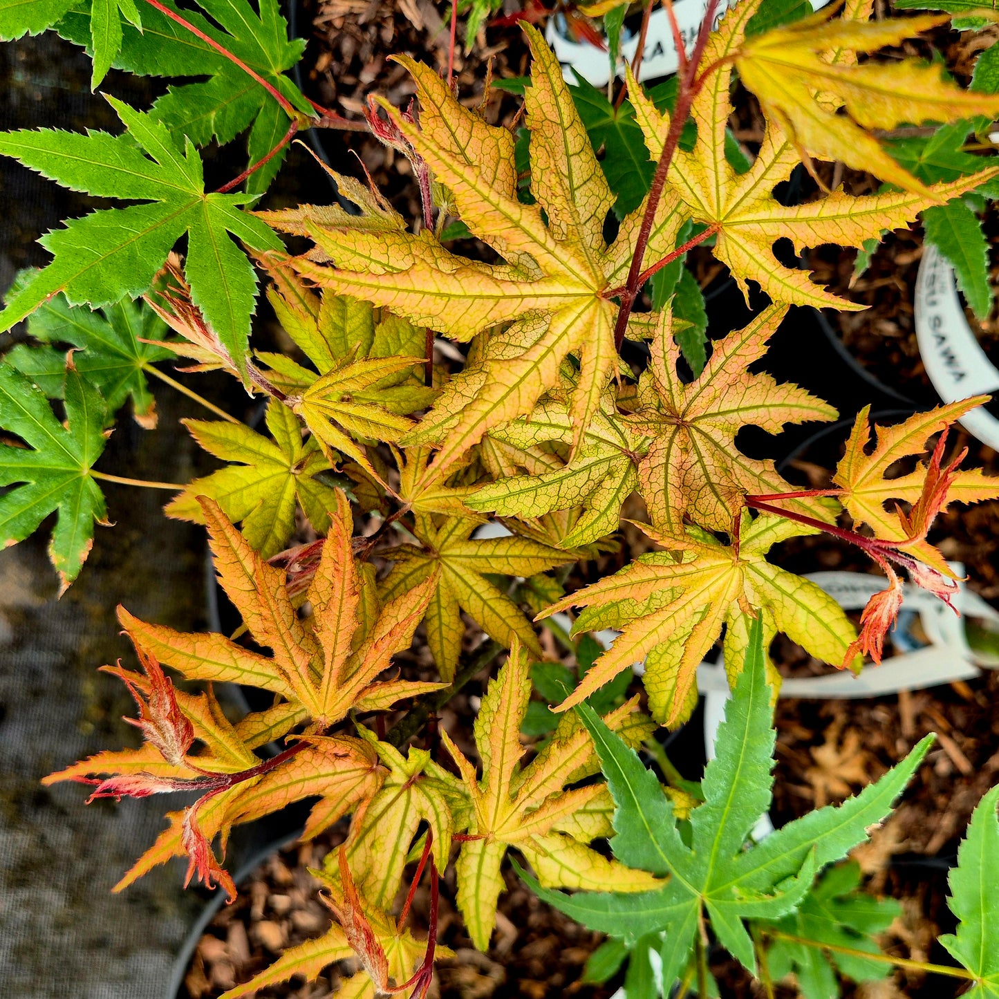 Acer palmatum Aka Shigitatsu Sawa