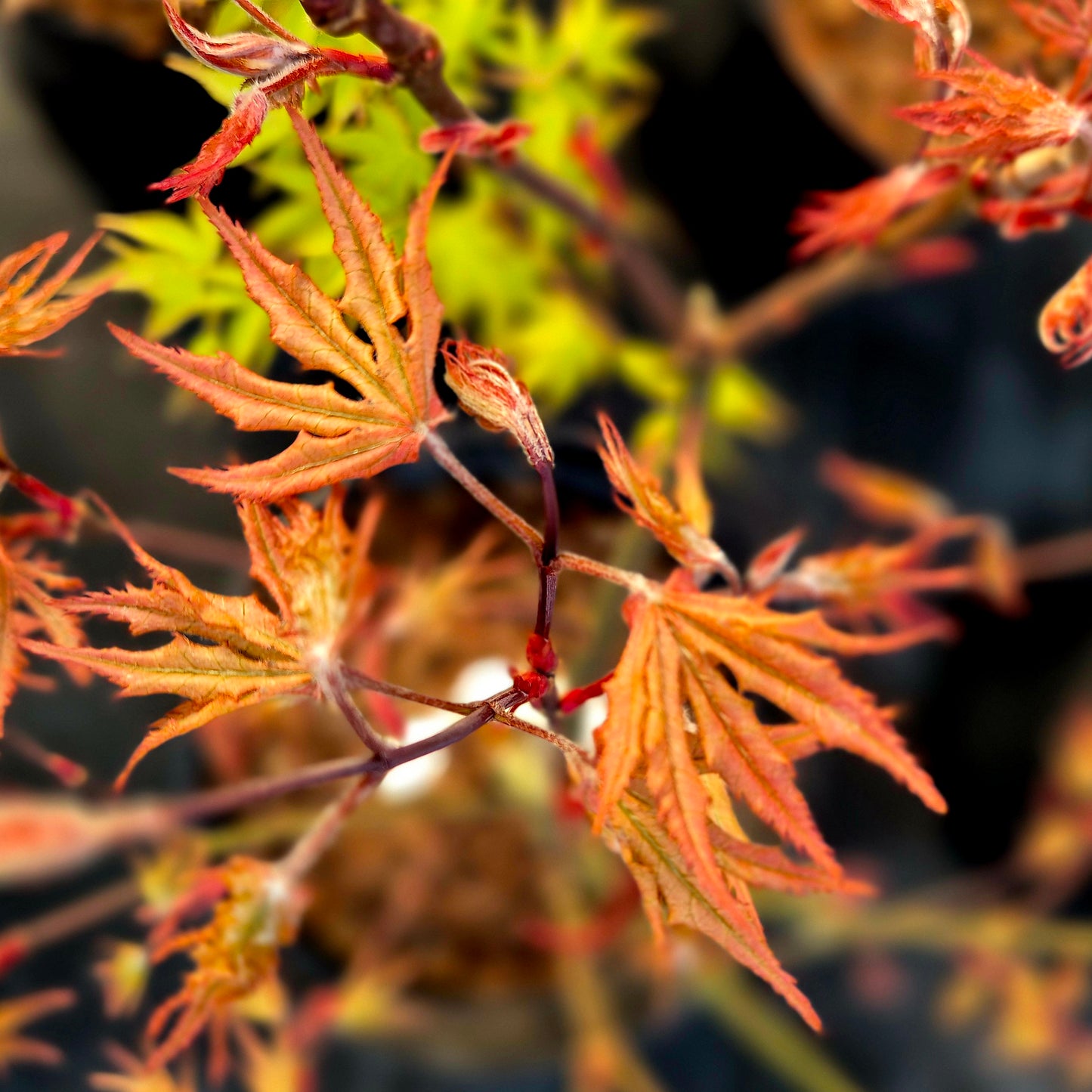 Acer palmatum Amber Ghost