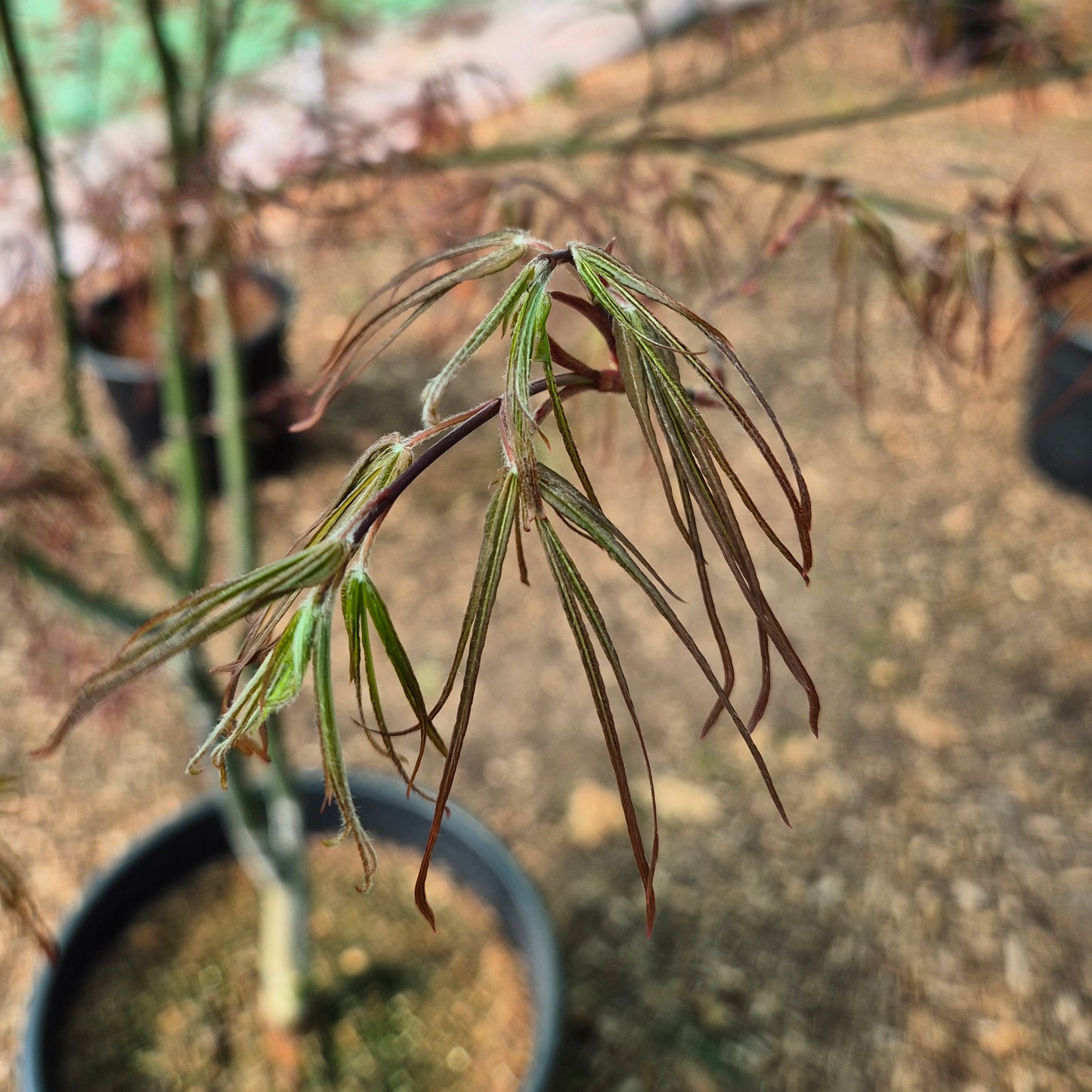 Acer palmatum Atrolineare