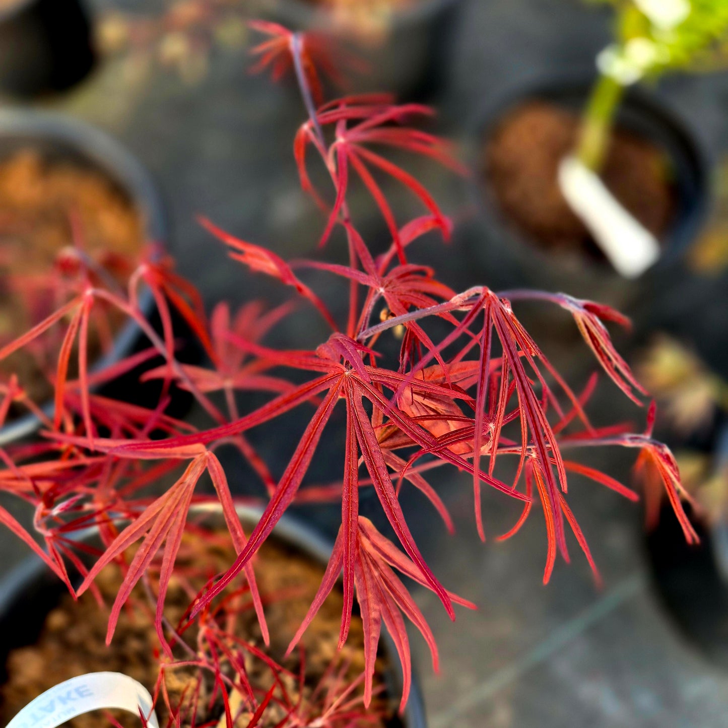 Acer palmatum Beni Otake