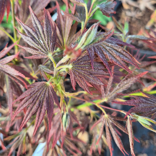 Acer palmatum Beni Sazanami