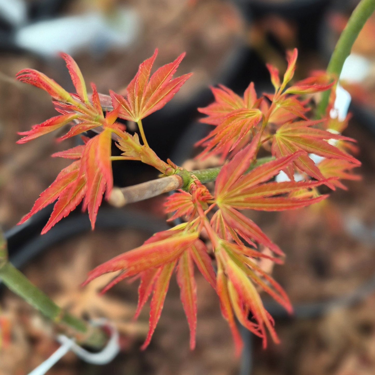 Acer palmatum Beni Zuru
