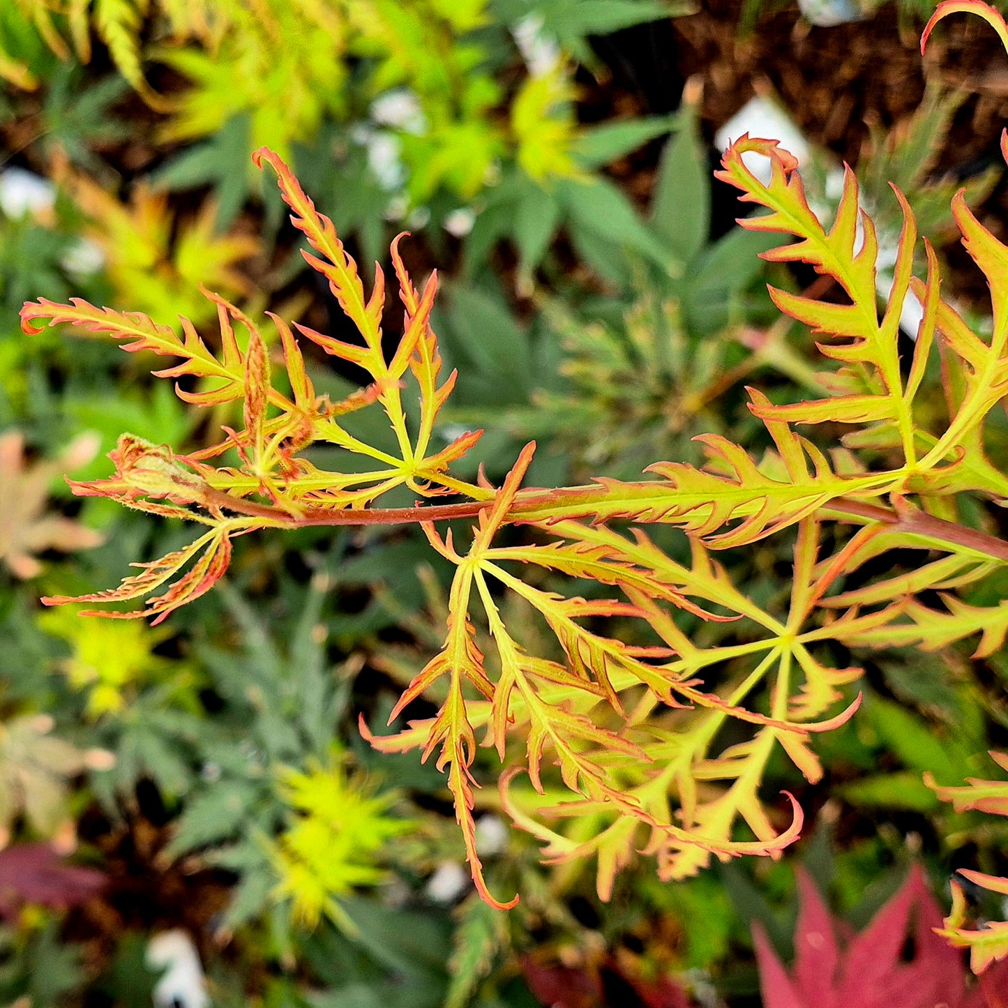 Acer palmatum Berrima Bridge