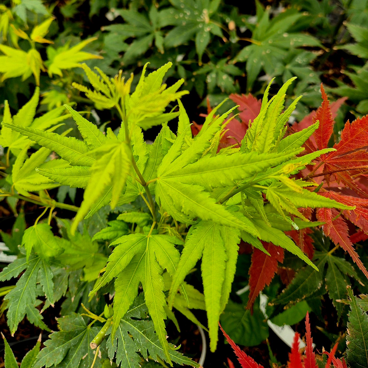 Acer palmatum Bob's Big Green