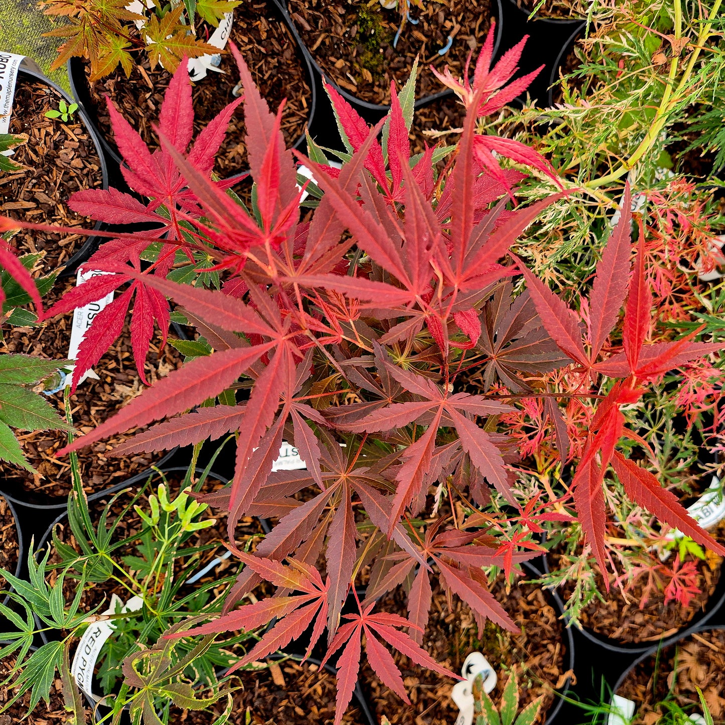 Acer palmatum Christy Ann