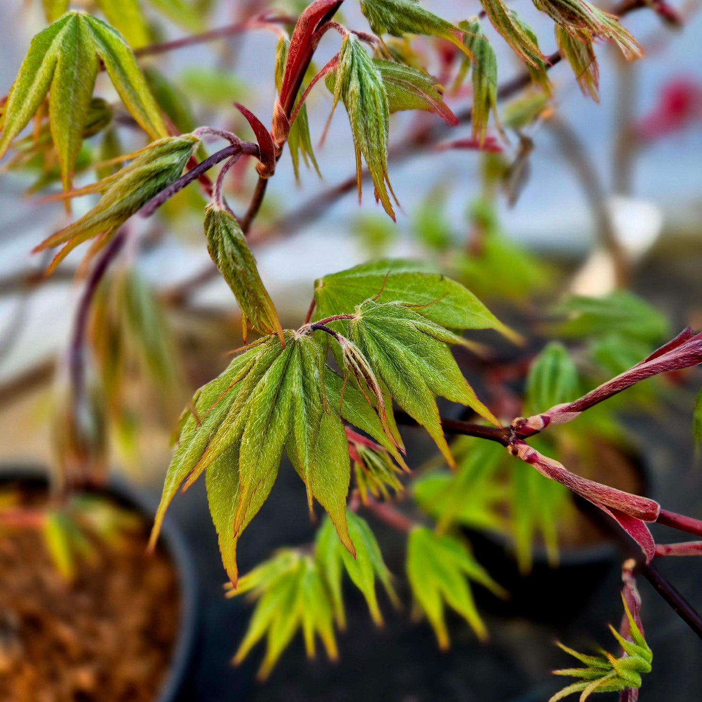 Acer palmatum Coreanum (Korean Gem)