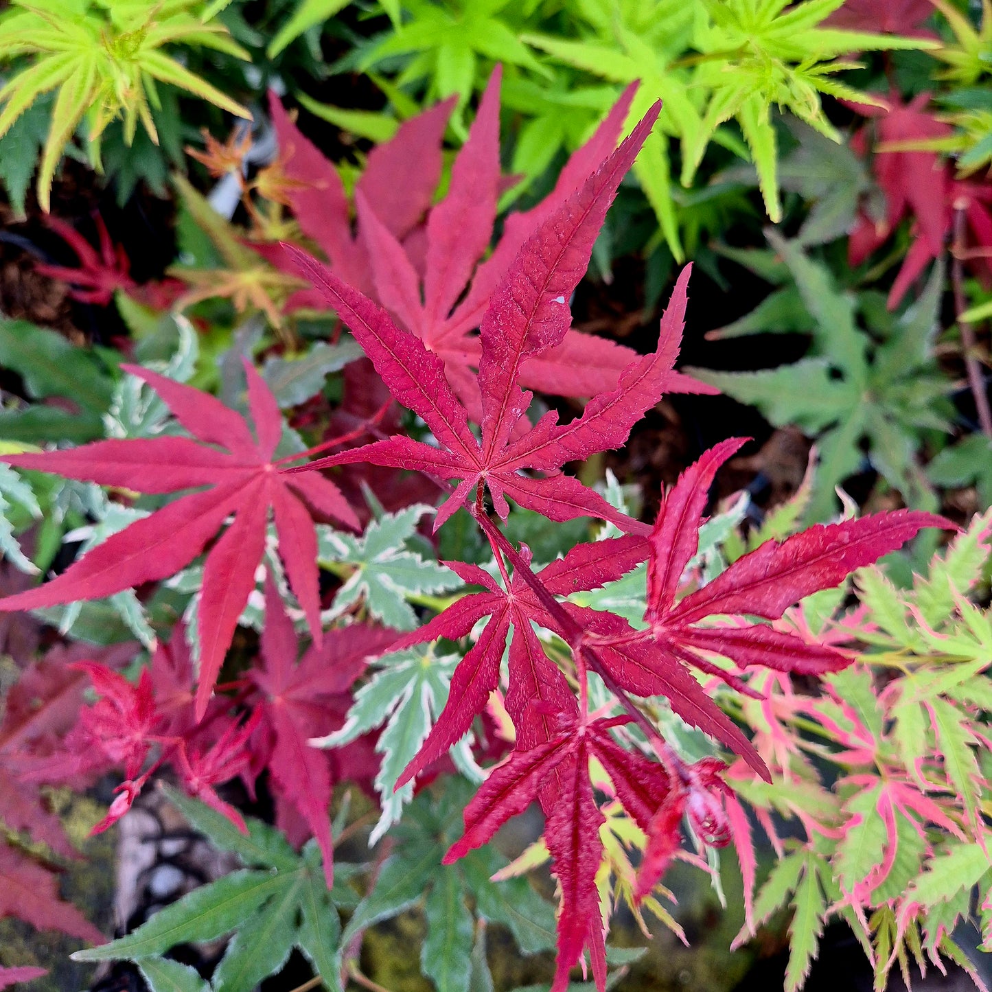 Acer palmatum Dark Ghost