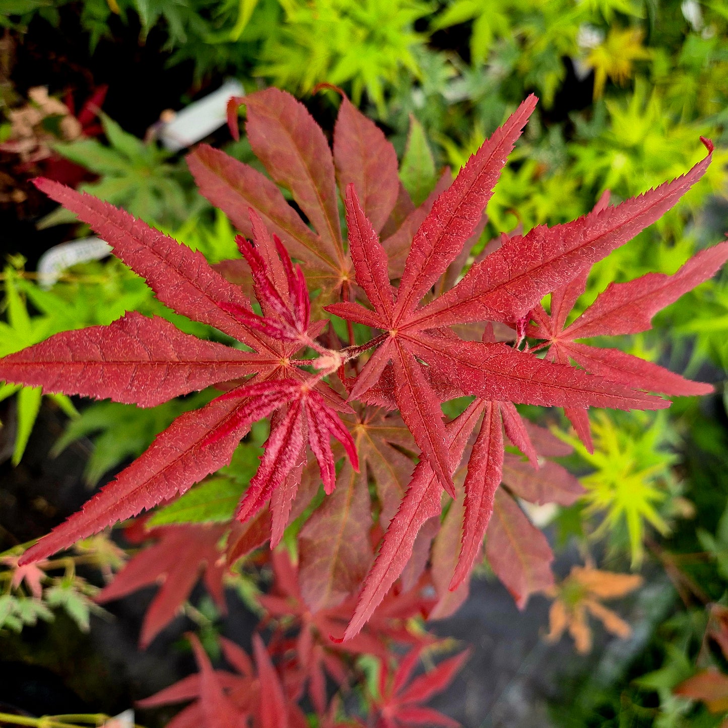 Acer palmatum Dark Ghost