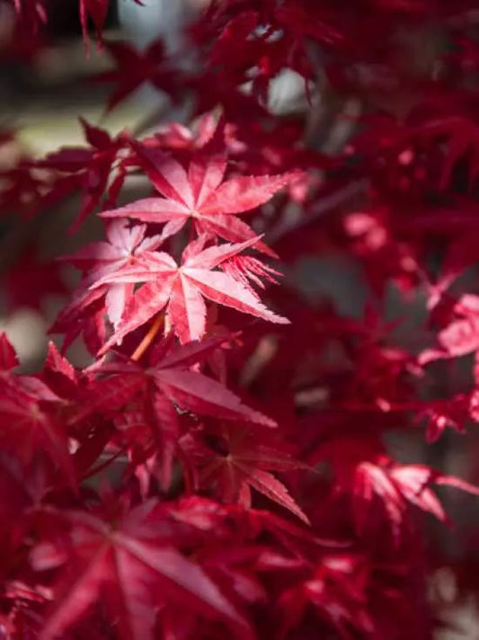 Acer palmatum Deshojo