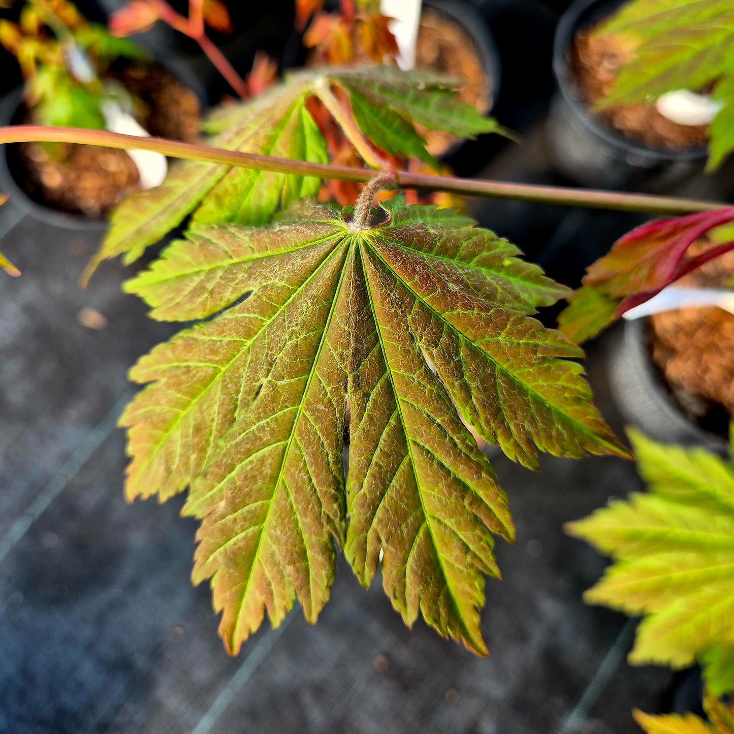 Acer japonicum Emmett's Pumpkin