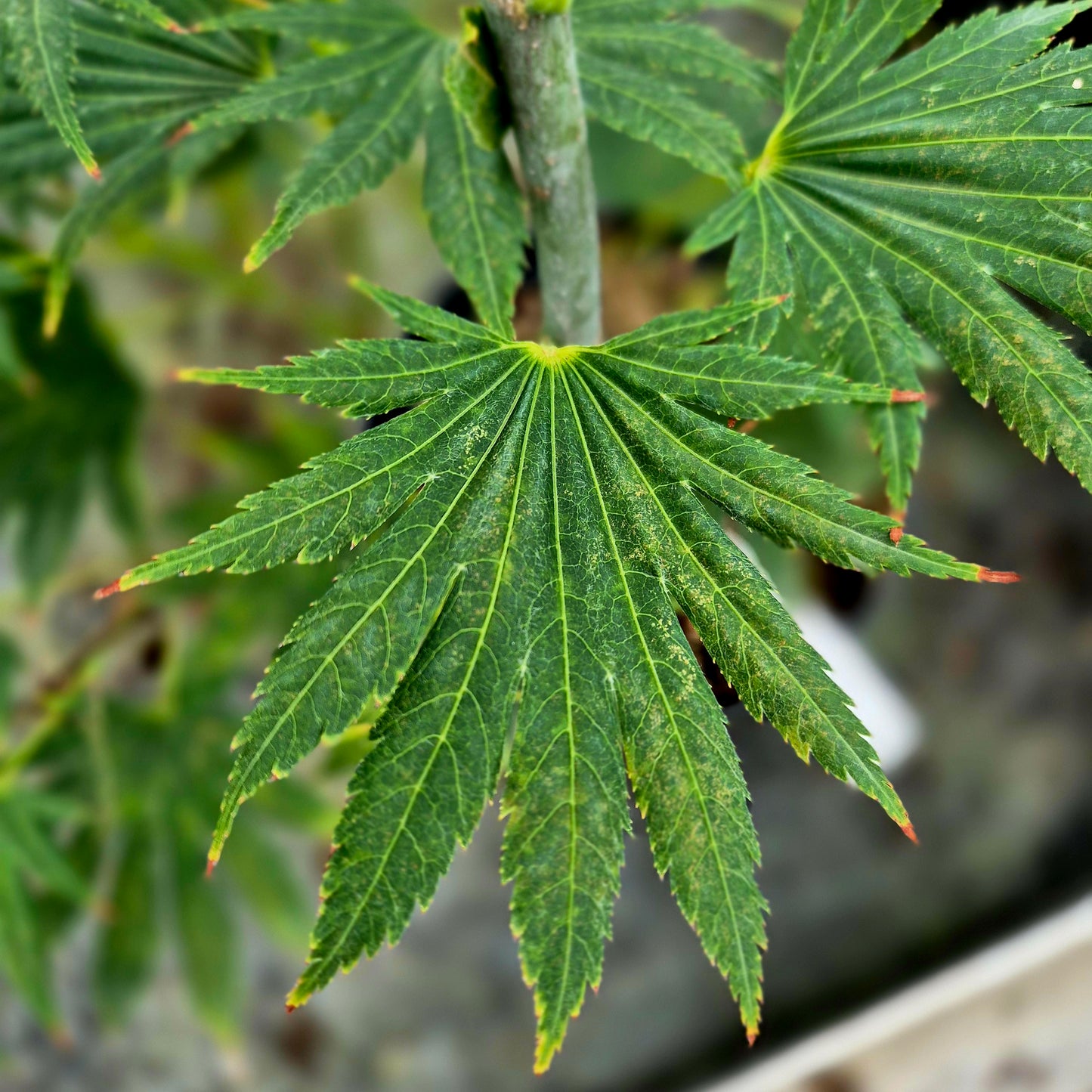 Acer japonicum F. Nakai