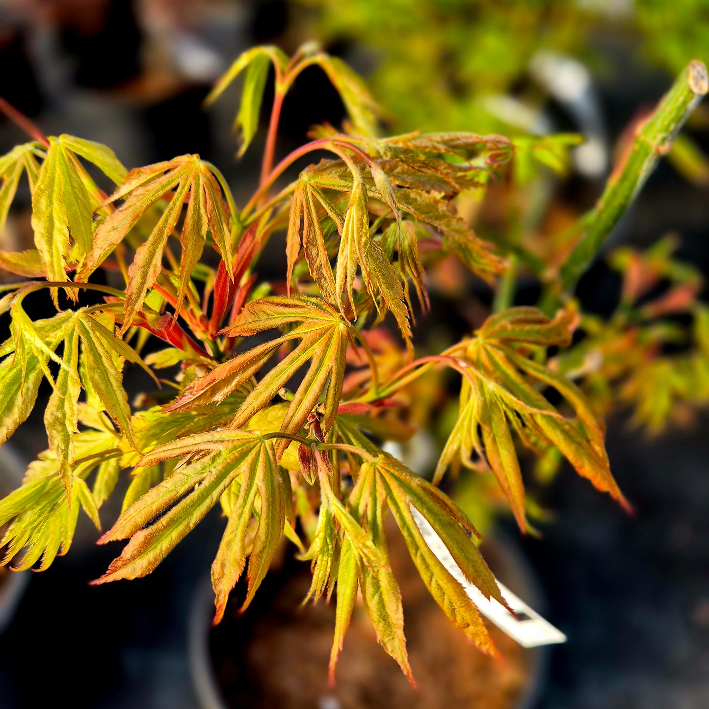 Acer palmatum Fior d'Arancio