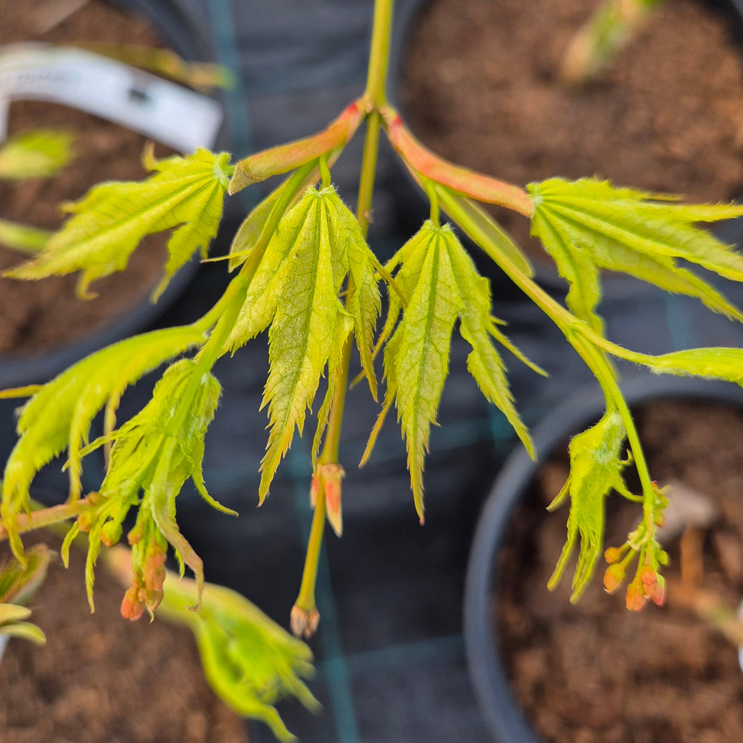 Acer palmatum First Ghost