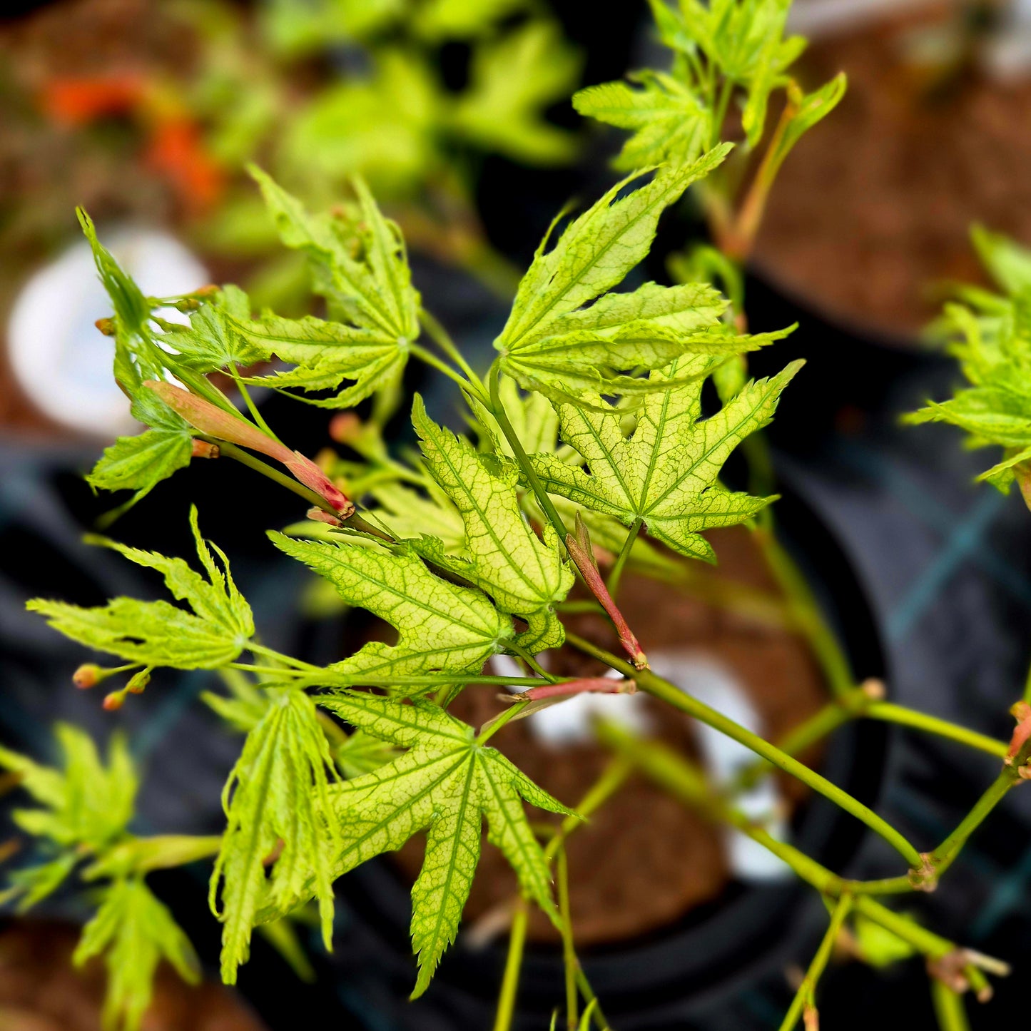 Acer palmatum First Ghost