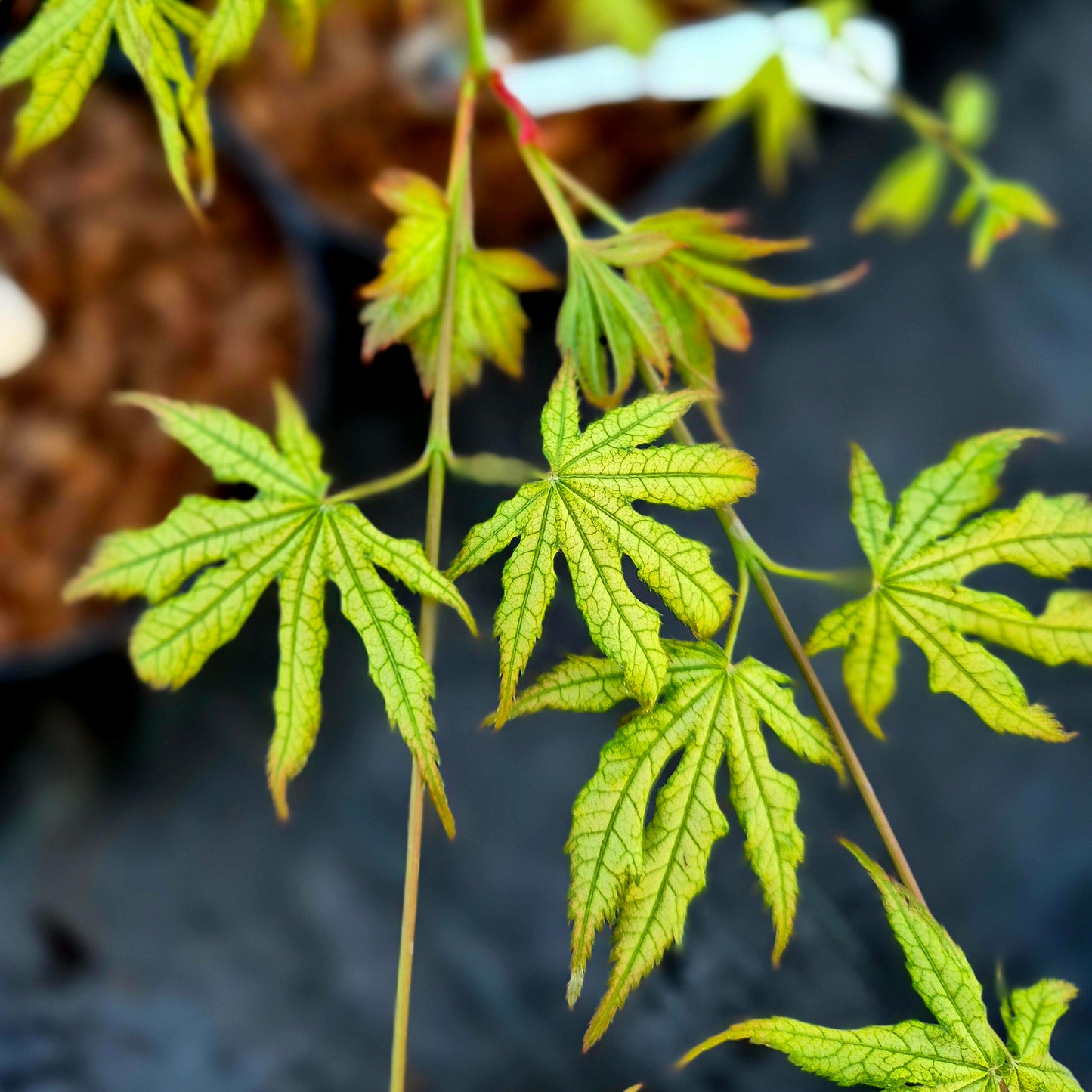 Acer palmatum First Ghost