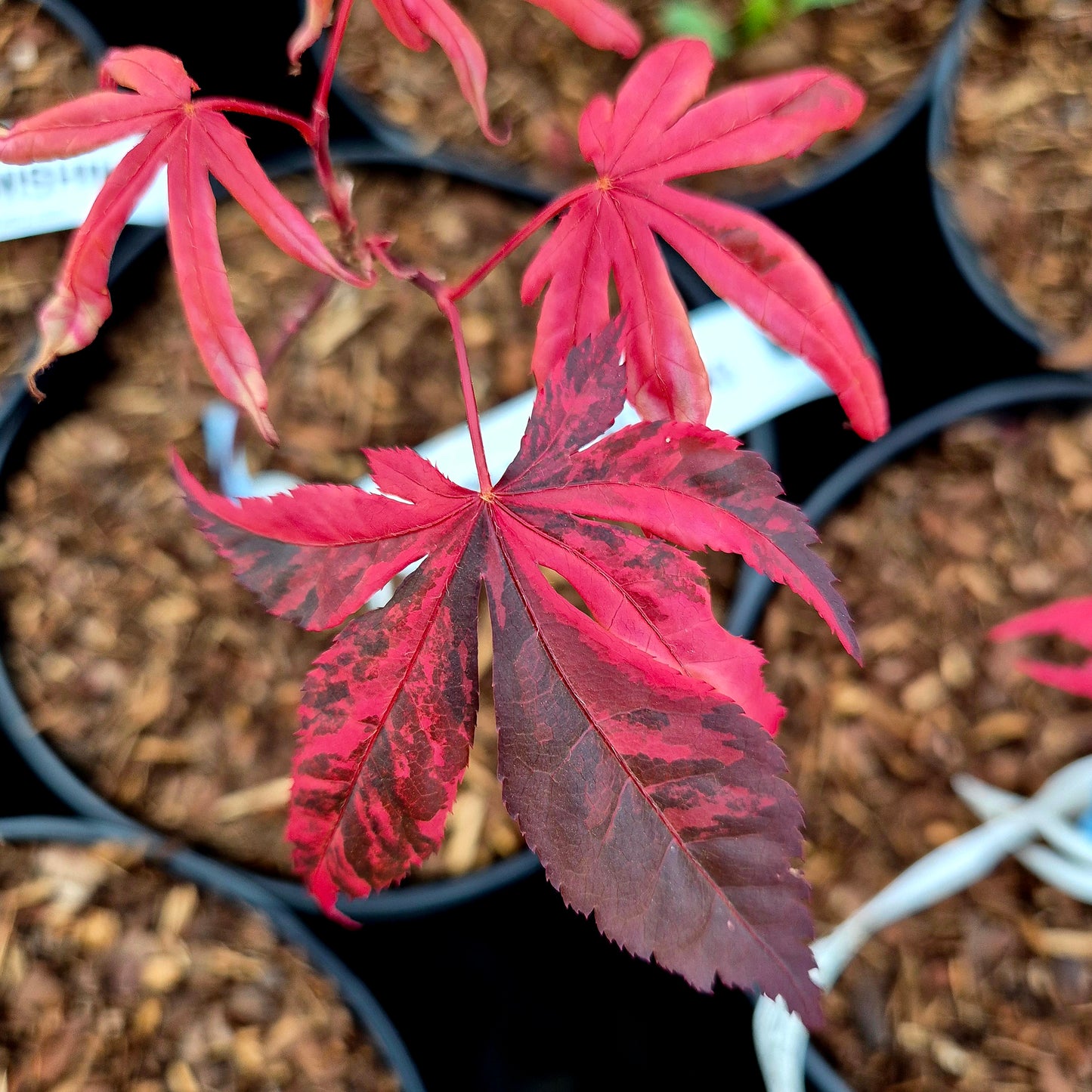 Acer palmatum Fujinami Nishiki
