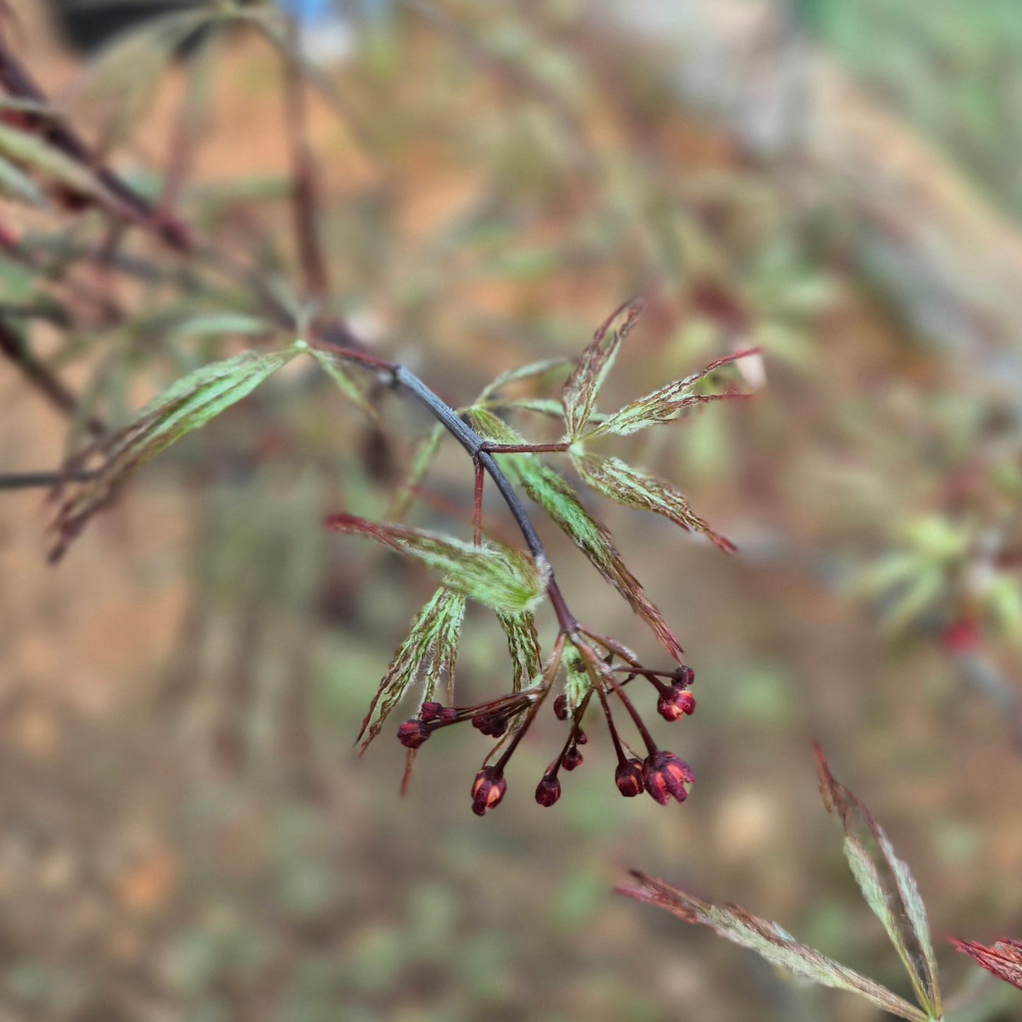 Acer palmatum Garnet