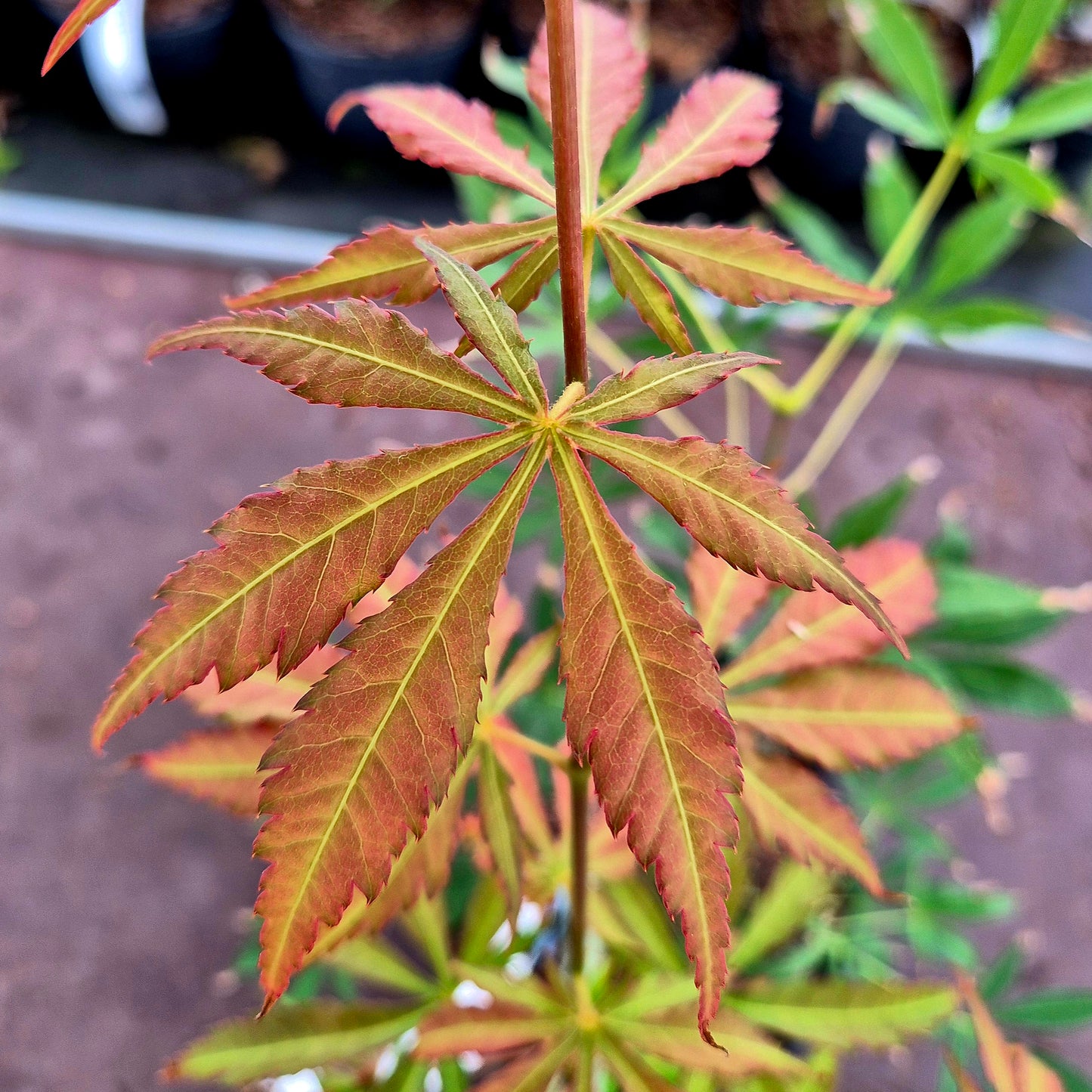 Acer palmatum Gentaku