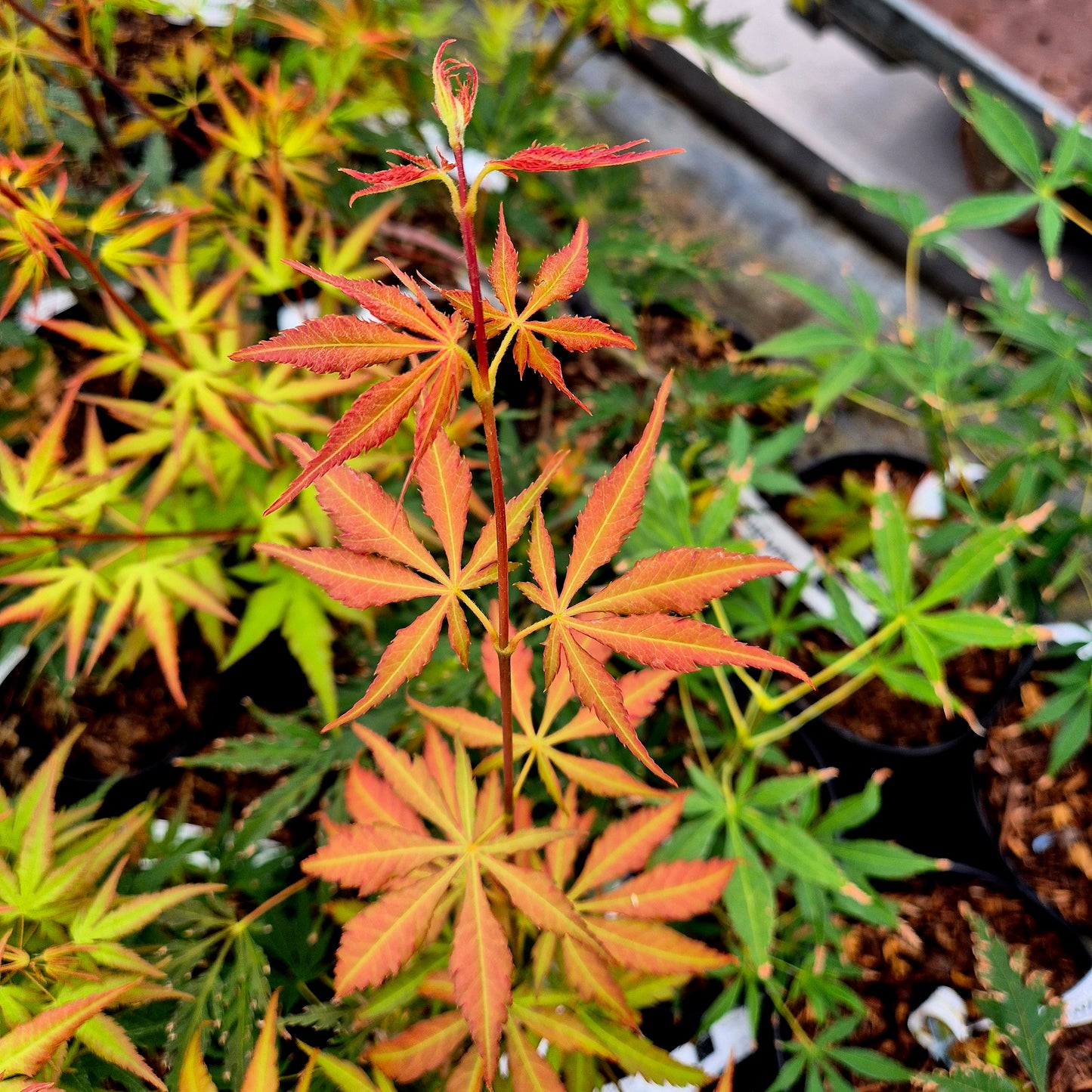 Acer palmatum Gentaku