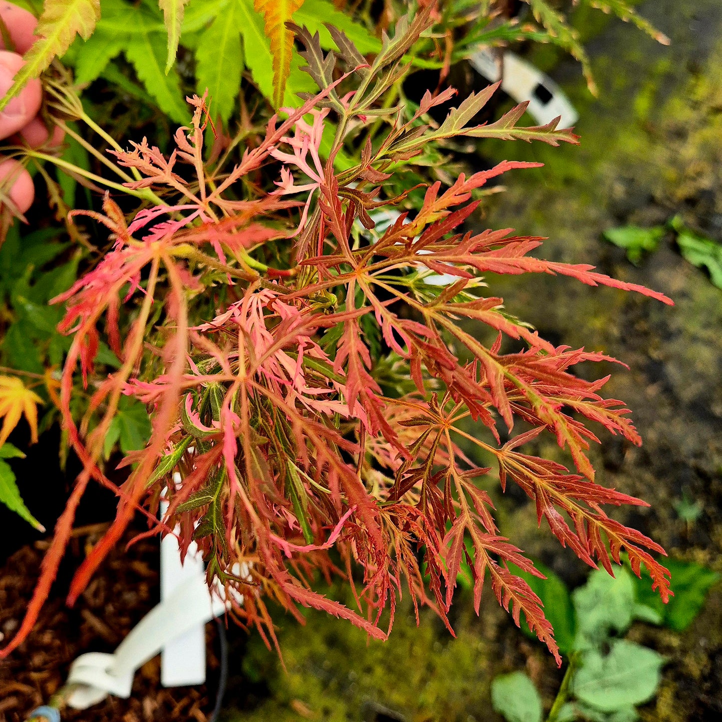 Acer palmatum Hana Matoi